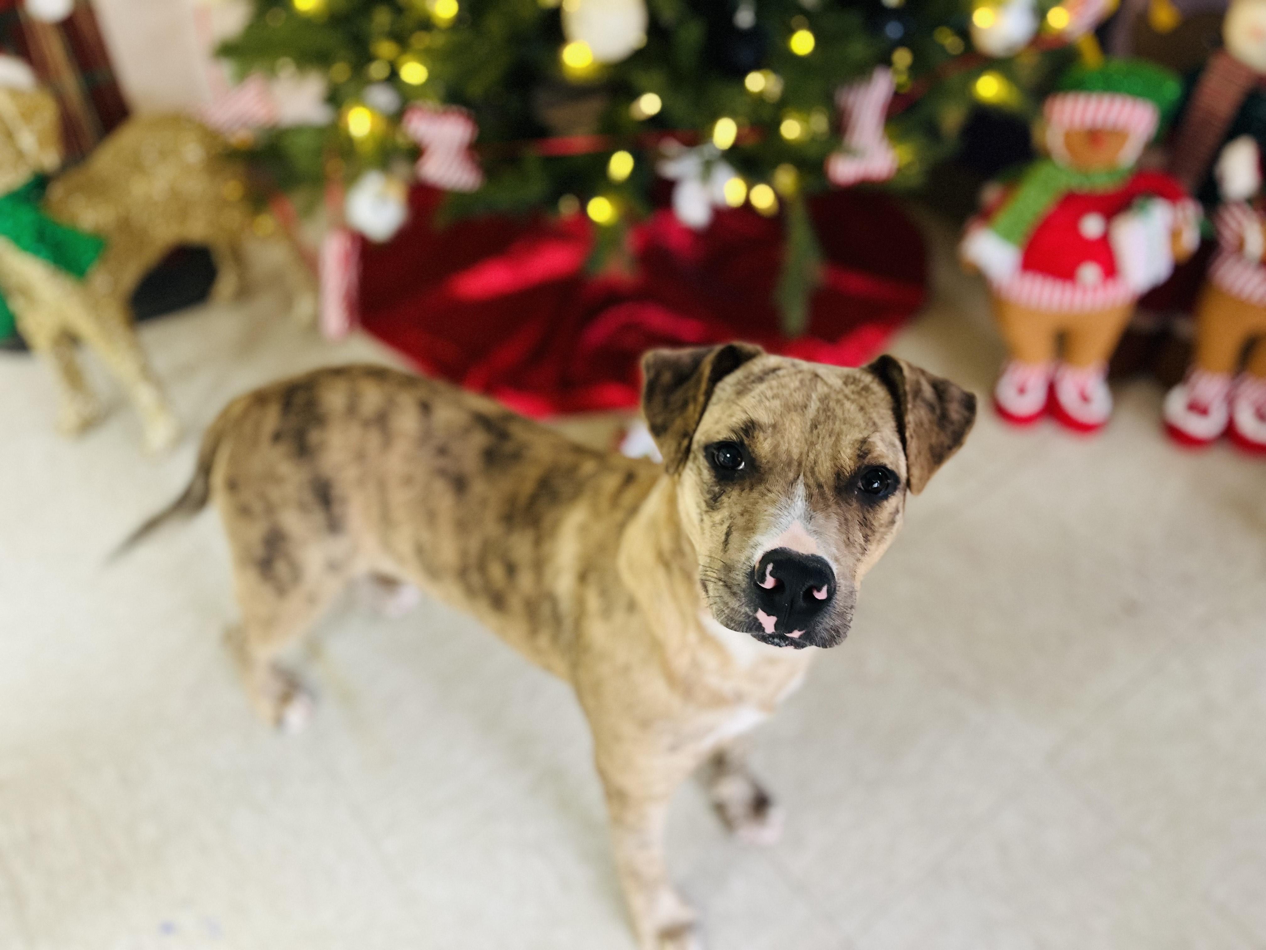 Enlarge Finn, a Adoptable Mixed Breed in Chickasha, OK image 1/3