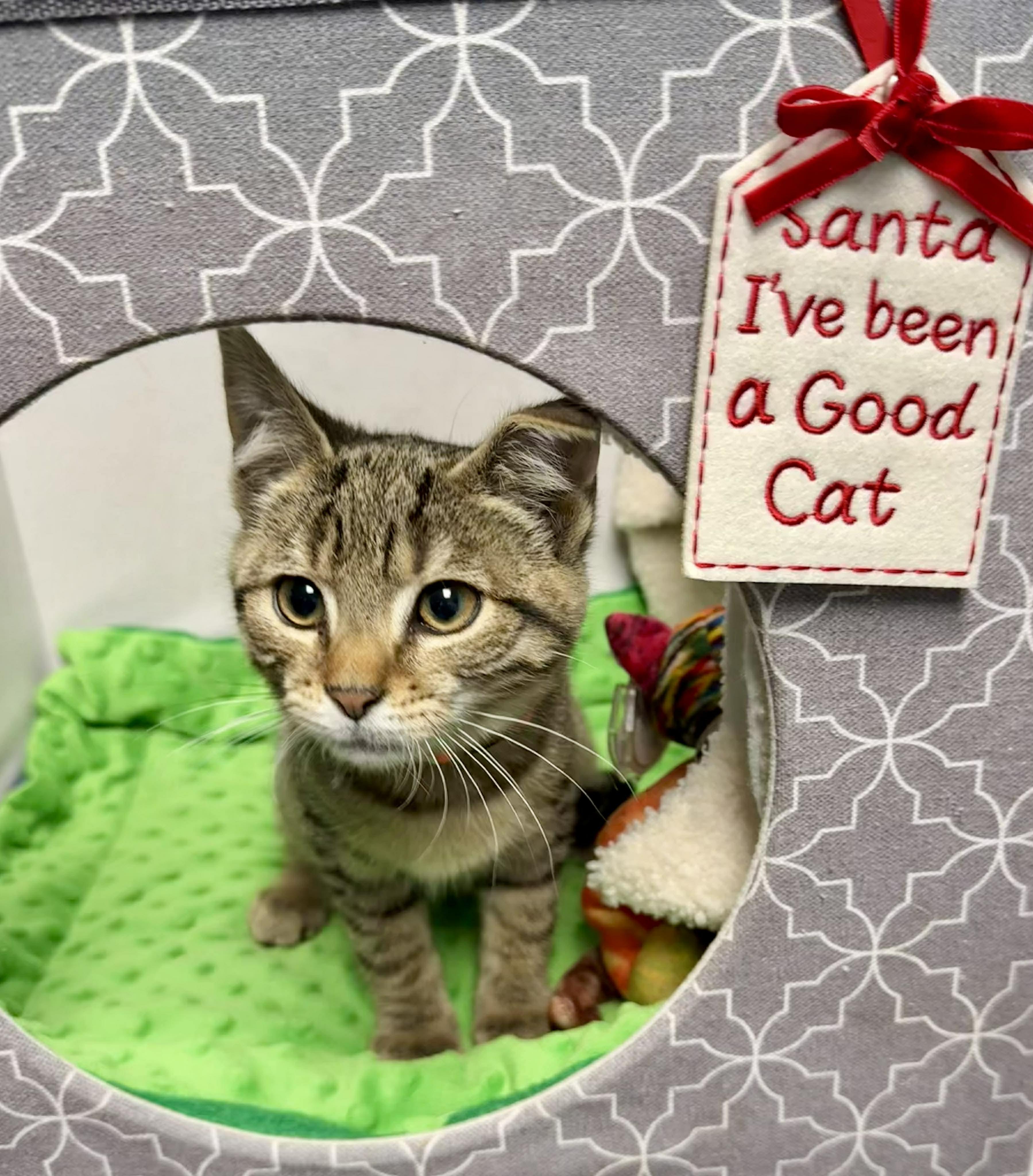 Enlarge Yoda - Purrfectly playful and affectionate, a Adoptable Domestic Short Hair in Muskego, WI image 4/6