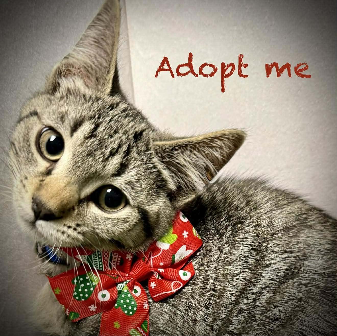 Enlarge Yoda - Purrfectly playful and affectionate, a Adoptable Domestic Short Hair in Muskego, WI image 5/6