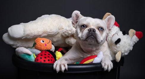 Enlarge Plushie, a Adoptable French Bulldog in Palo Alto, CA image 1/3