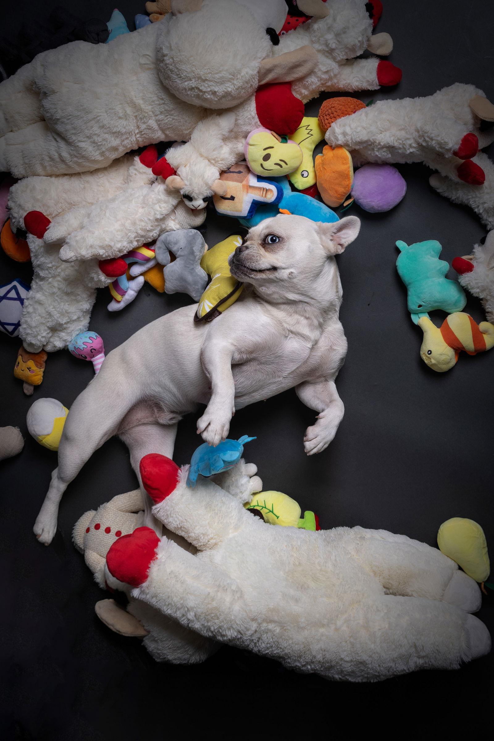 Enlarge Plushie, a Adoptable French Bulldog in Palo Alto, CA image 2/3