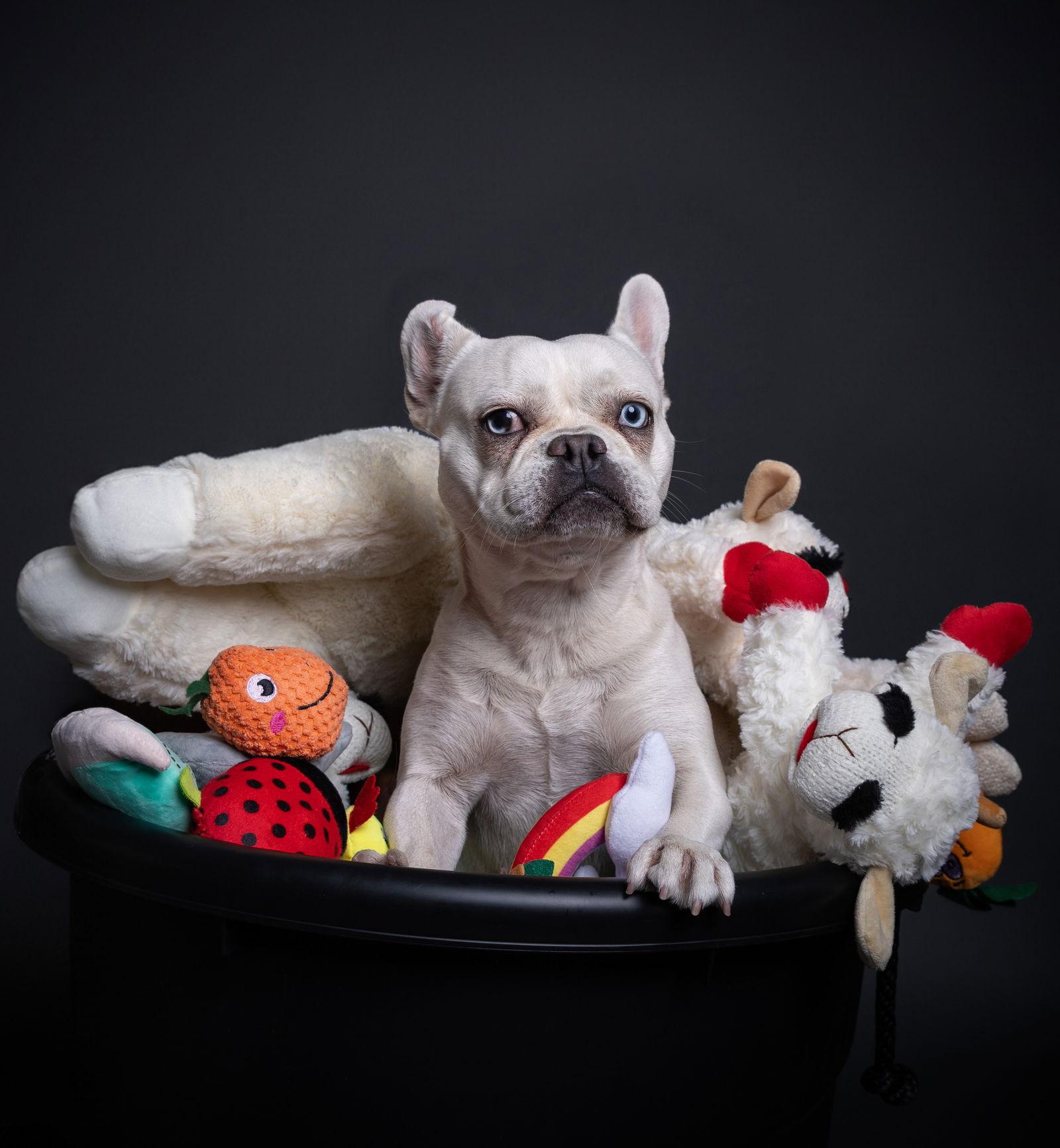 Enlarge Plushie, a Adoptable French Bulldog in Palo Alto, CA image 3/3