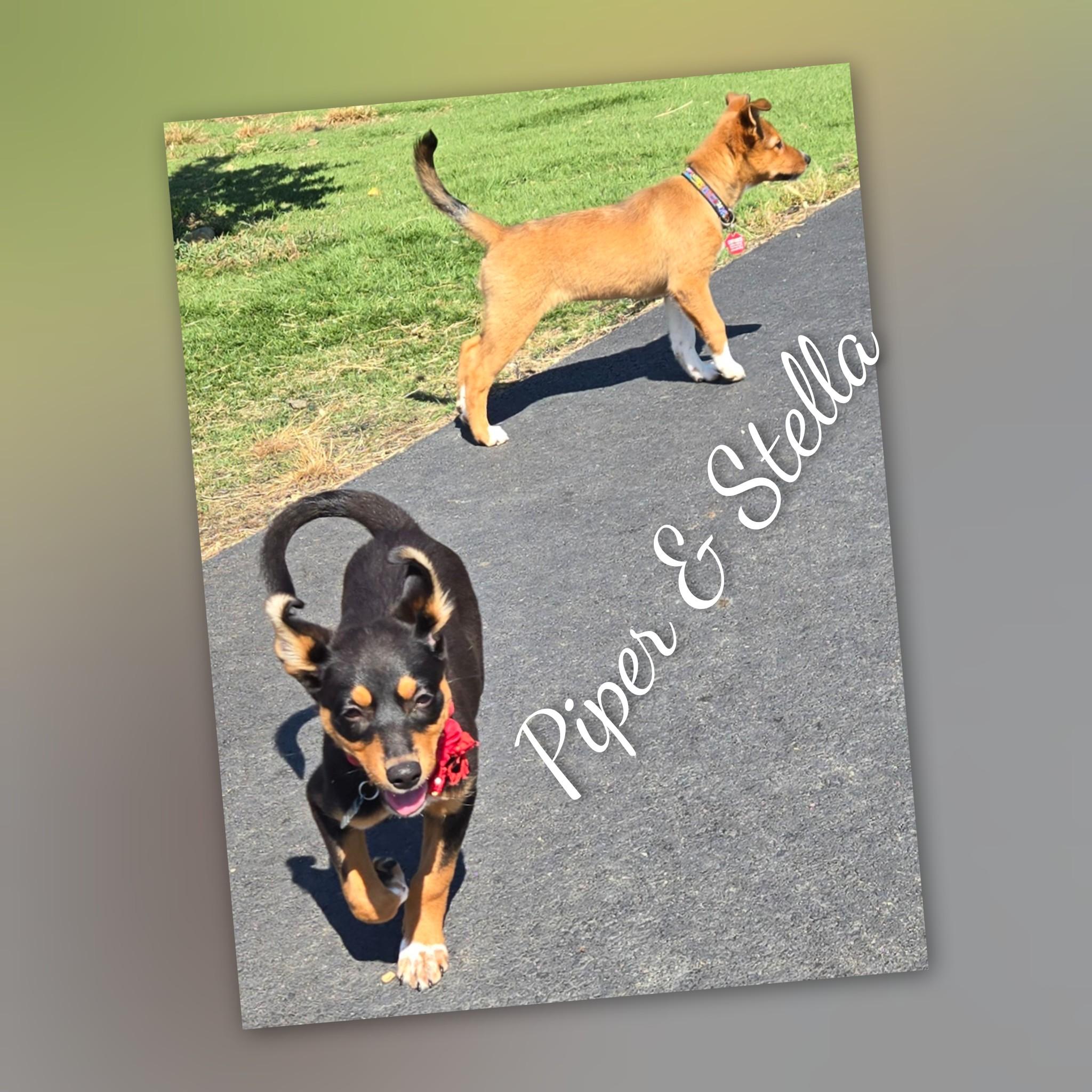 Enlarge Stella, a Adopted Mixed Breed in Fredericksburg, VA image 3/6