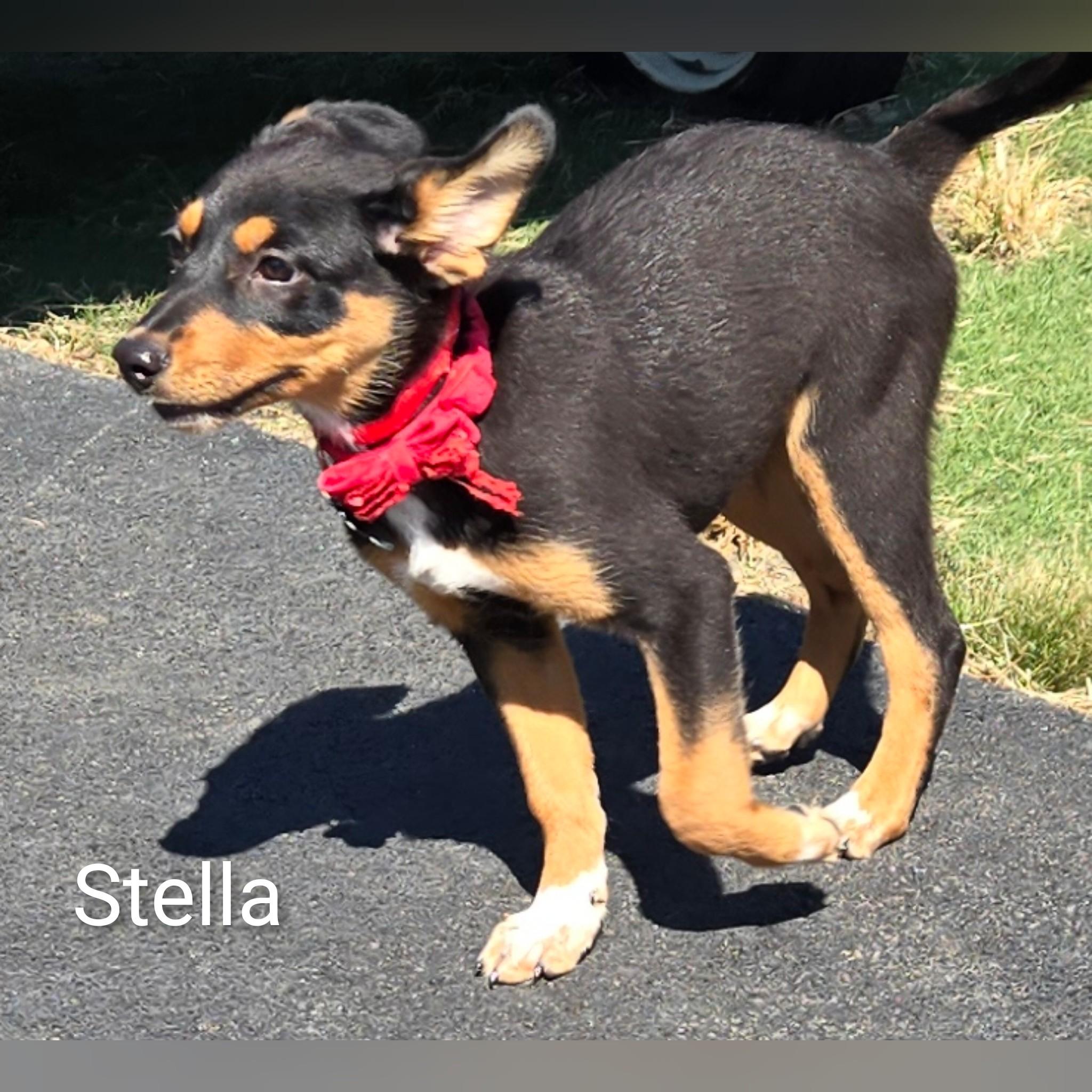 Enlarge Stella, a Adopted Mixed Breed in Fredericksburg, VA image 2/6
