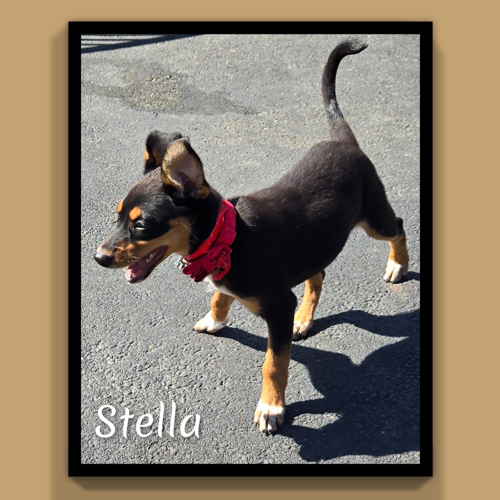 Stella, Adopted, Puppy Female Mixed Breed.