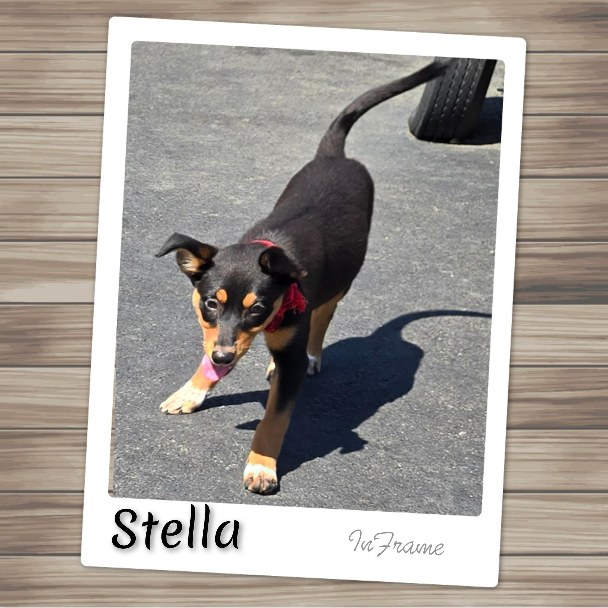 Enlarge Stella, a Adopted Mixed Breed in Fredericksburg, VA image 5/6