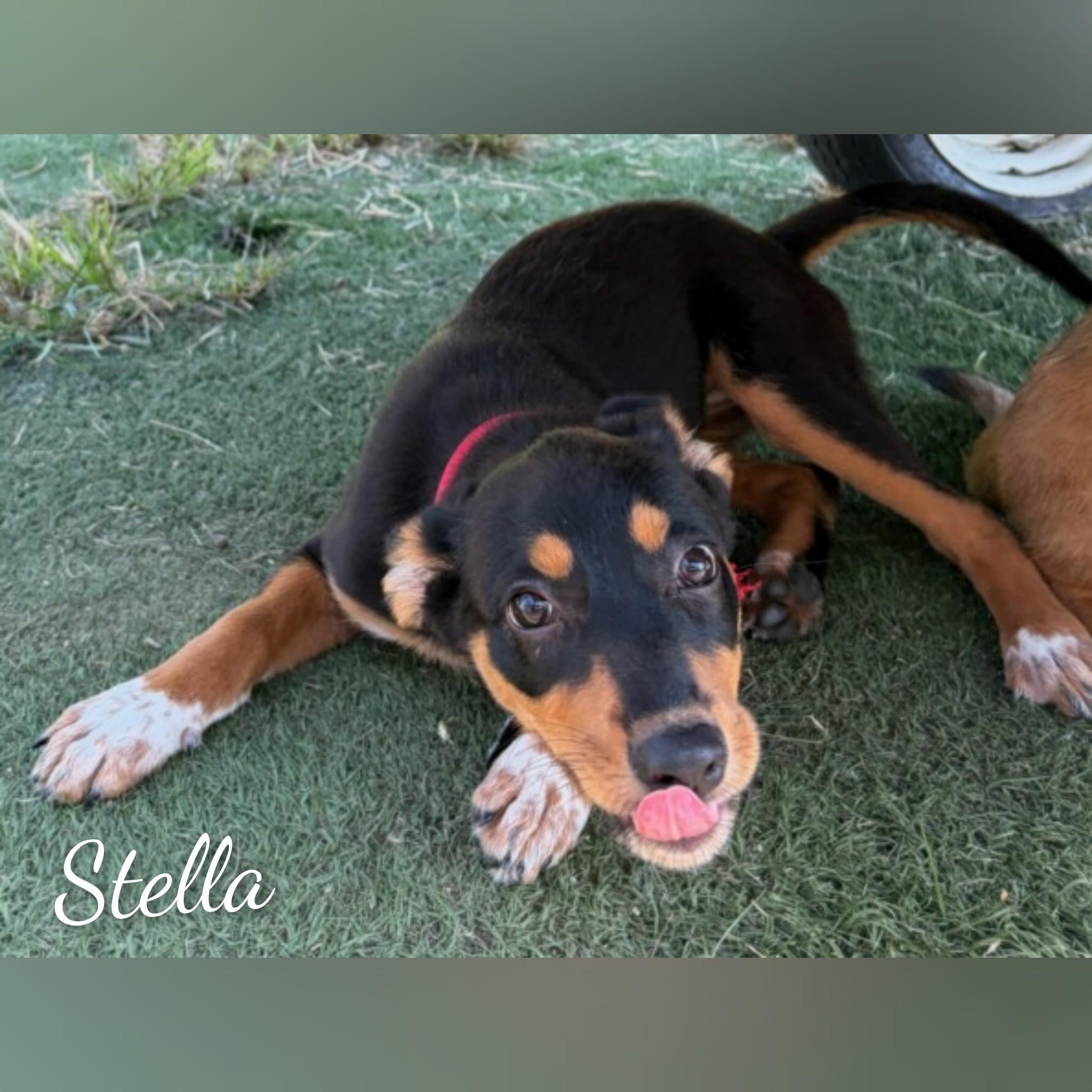 Enlarge Stella, a Adopted Mixed Breed in Fredericksburg, VA image 4/6
