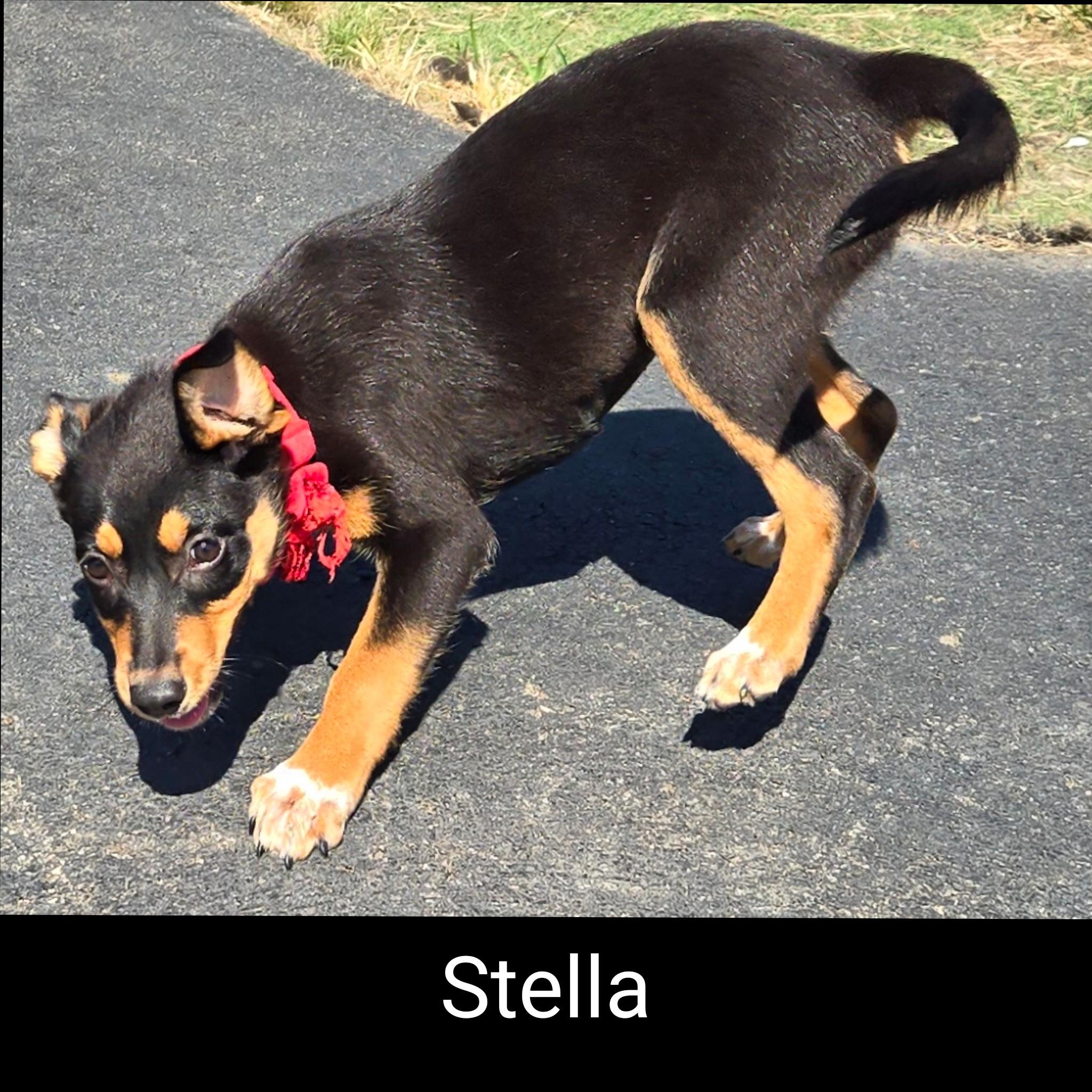 Enlarge Stella, a Adopted Mixed Breed in Fredericksburg, VA image 6/6