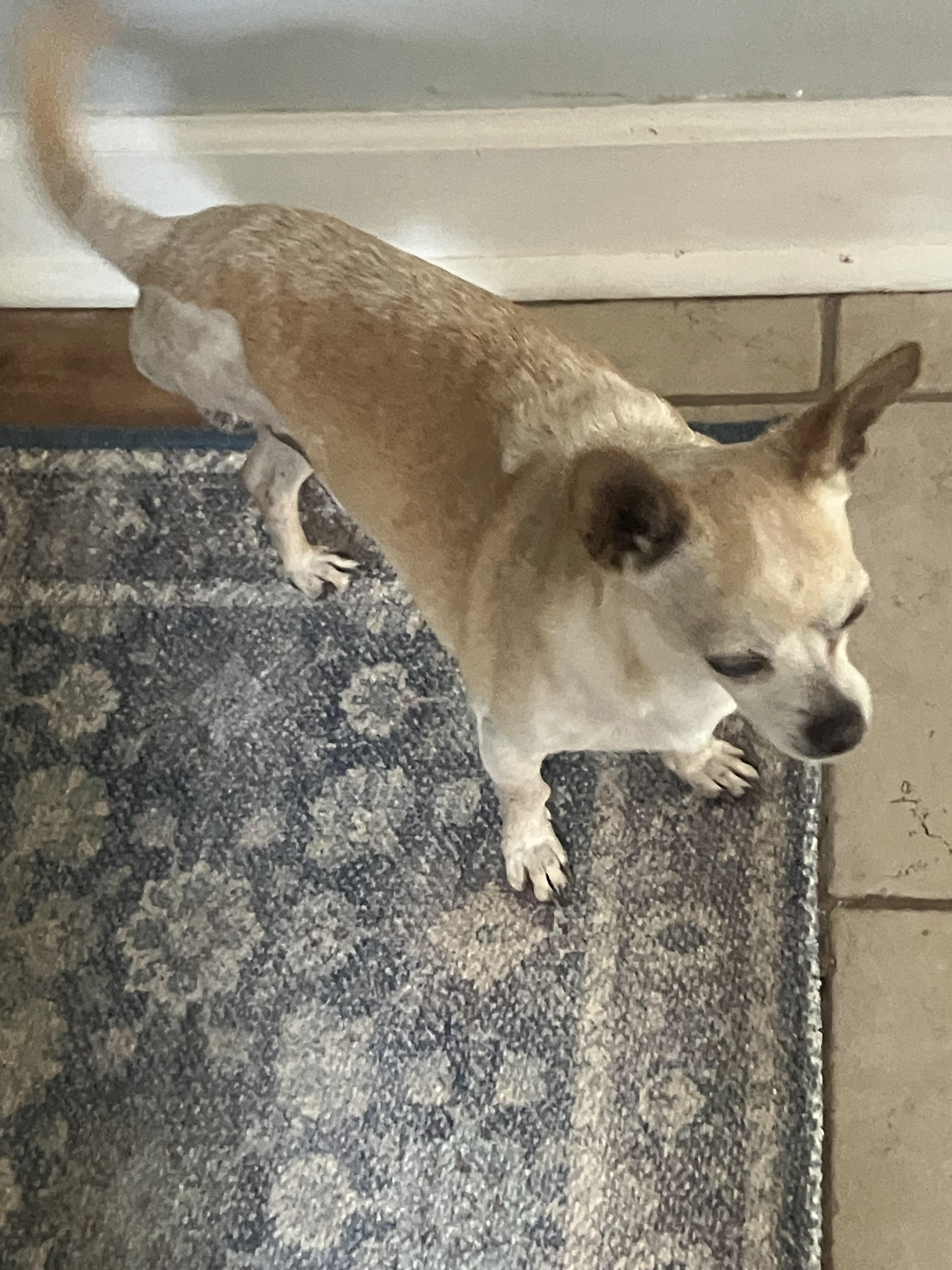 Enlarge Lil Man, a ADOPTABLE Chihuahua in Durham, NC image 3/4