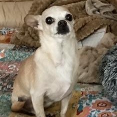 Enlarge Lil Man, a ADOPTABLE Chihuahua in Durham, NC image 1/4