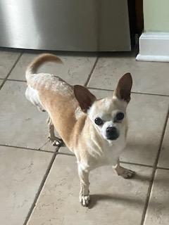 Enlarge Lil Man, a ADOPTABLE Chihuahua in Durham, NC image 4/4