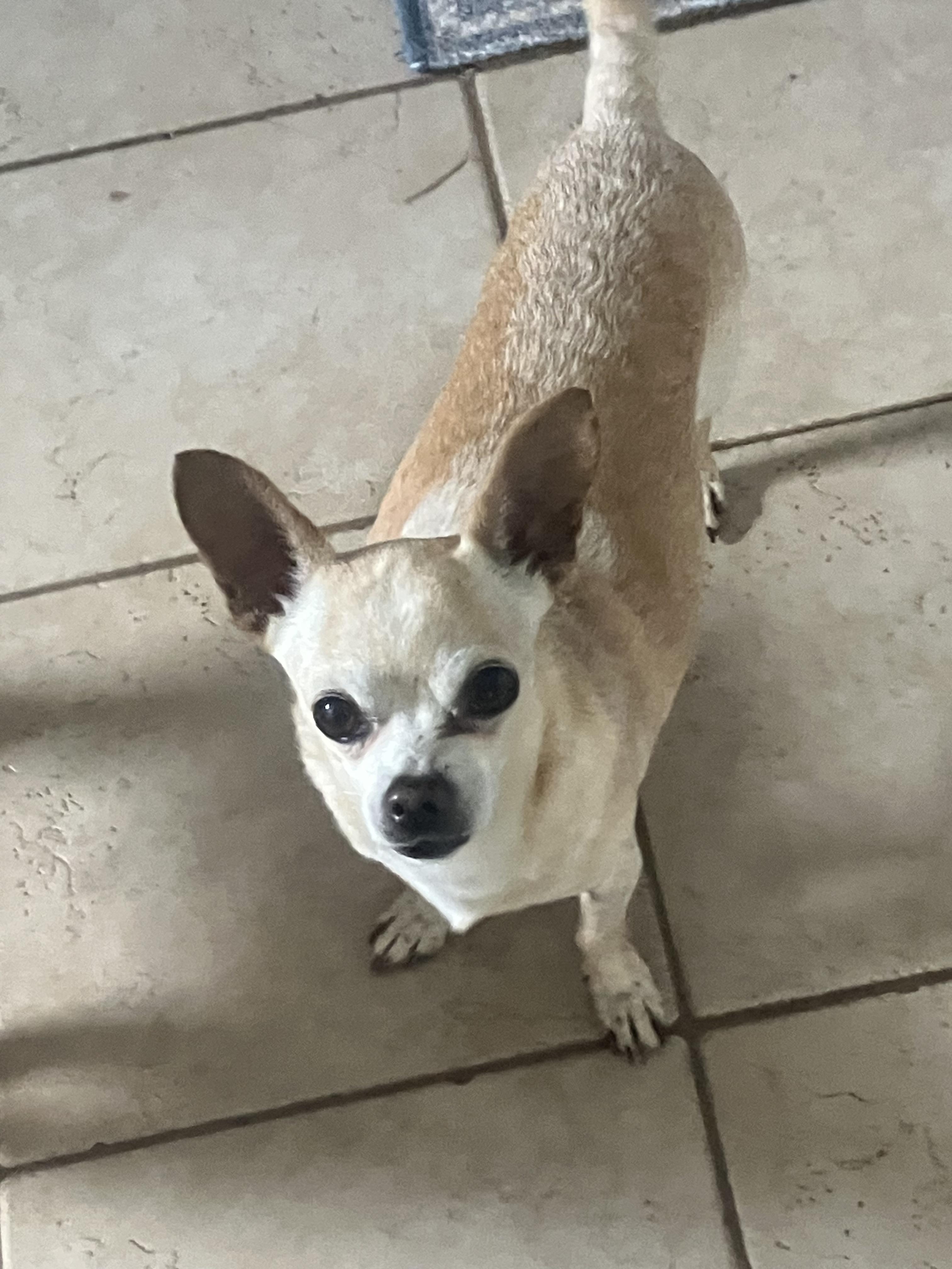 Enlarge Lil Man, a ADOPTABLE Chihuahua in Durham, NC image 2/4