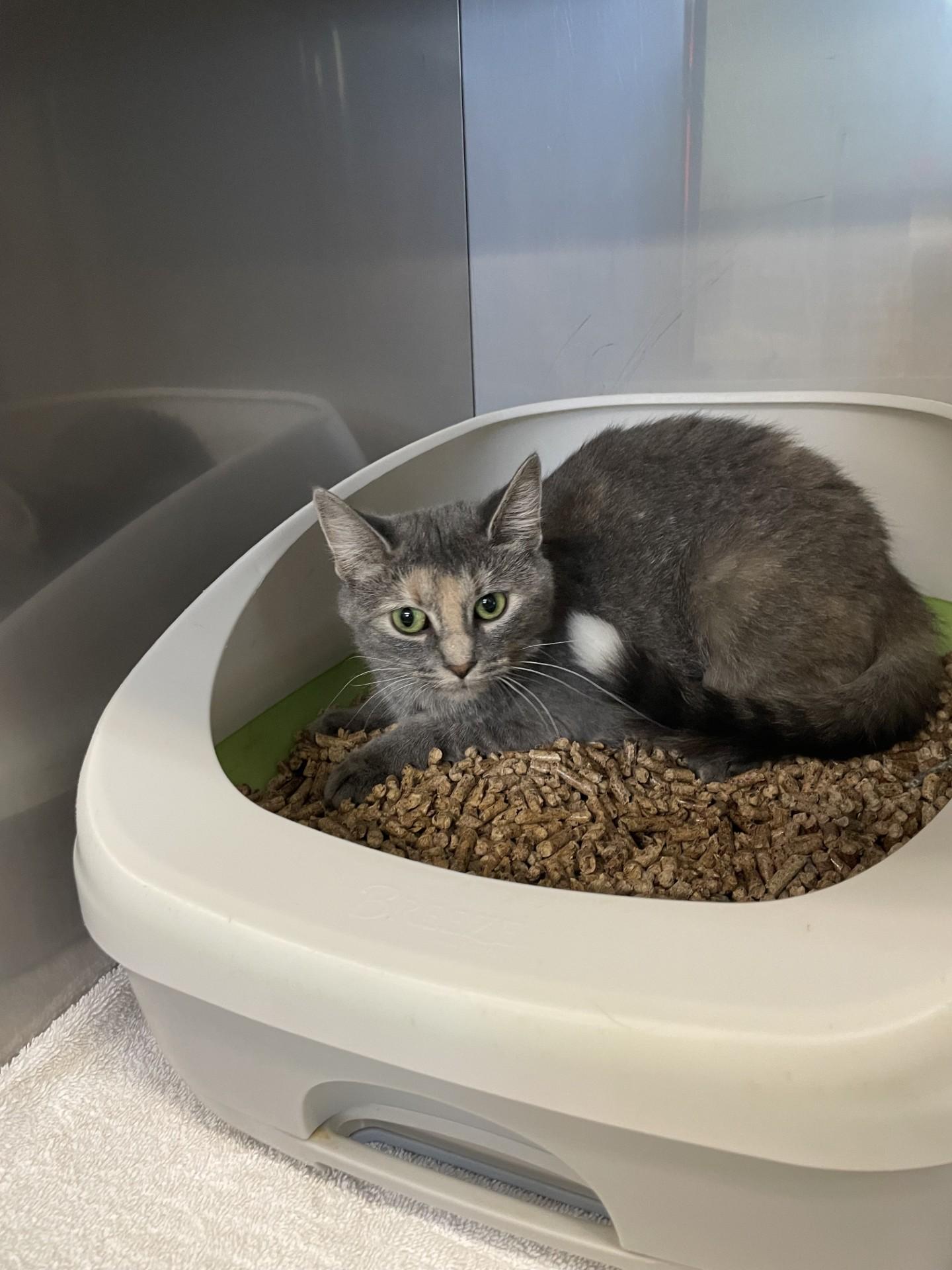 Enlarge Biscotti, a Adoptable Domestic Short Hair in Boyne City, MI image 1/1