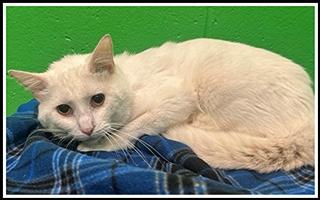 Enlarge ANGELO, a Adoptable Domestic Short Hair in Peoria, IL image 1/1