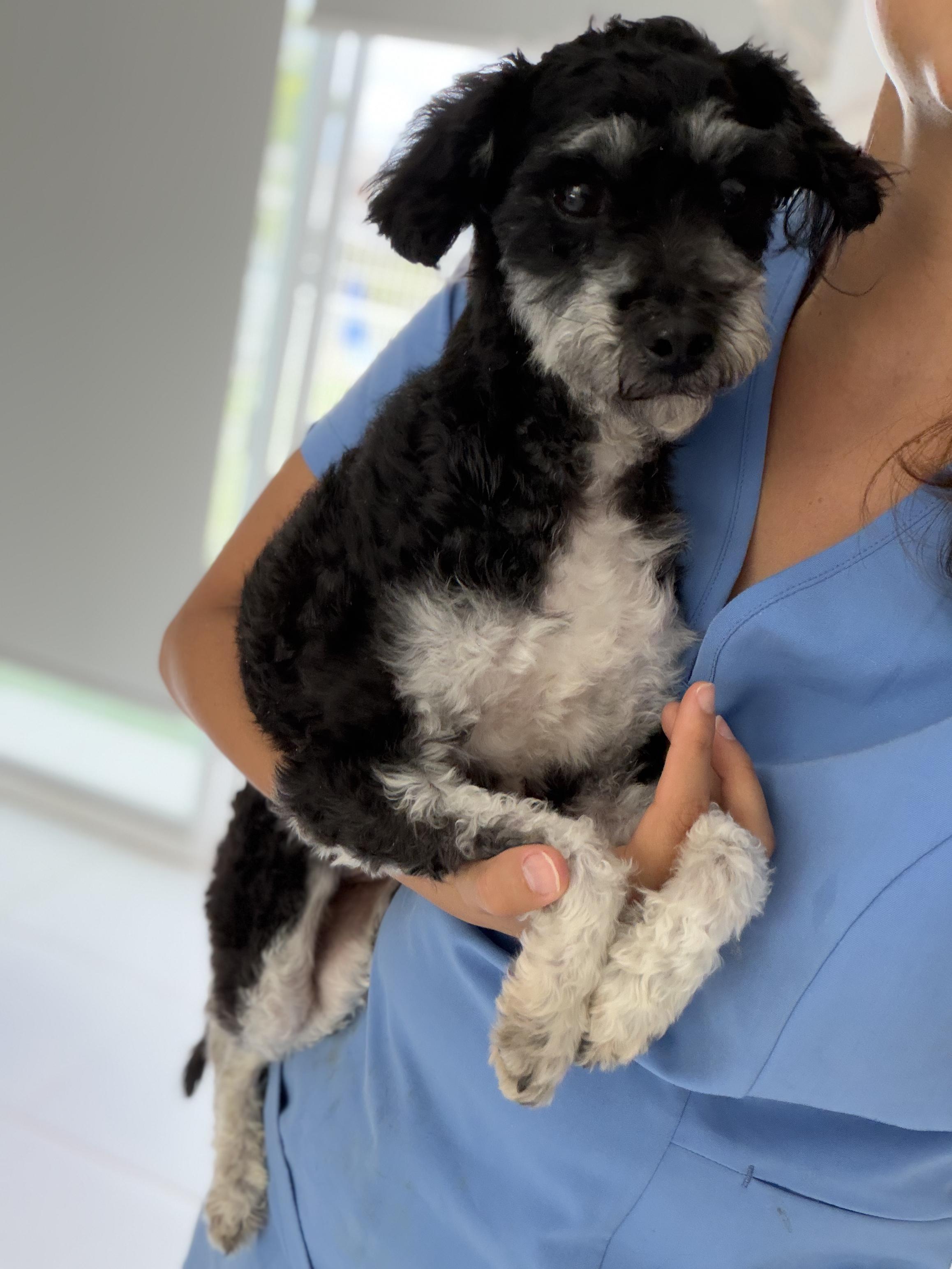 Enlarge Muffin, a Adopted mixed breed in Manvel, TX image 4/6