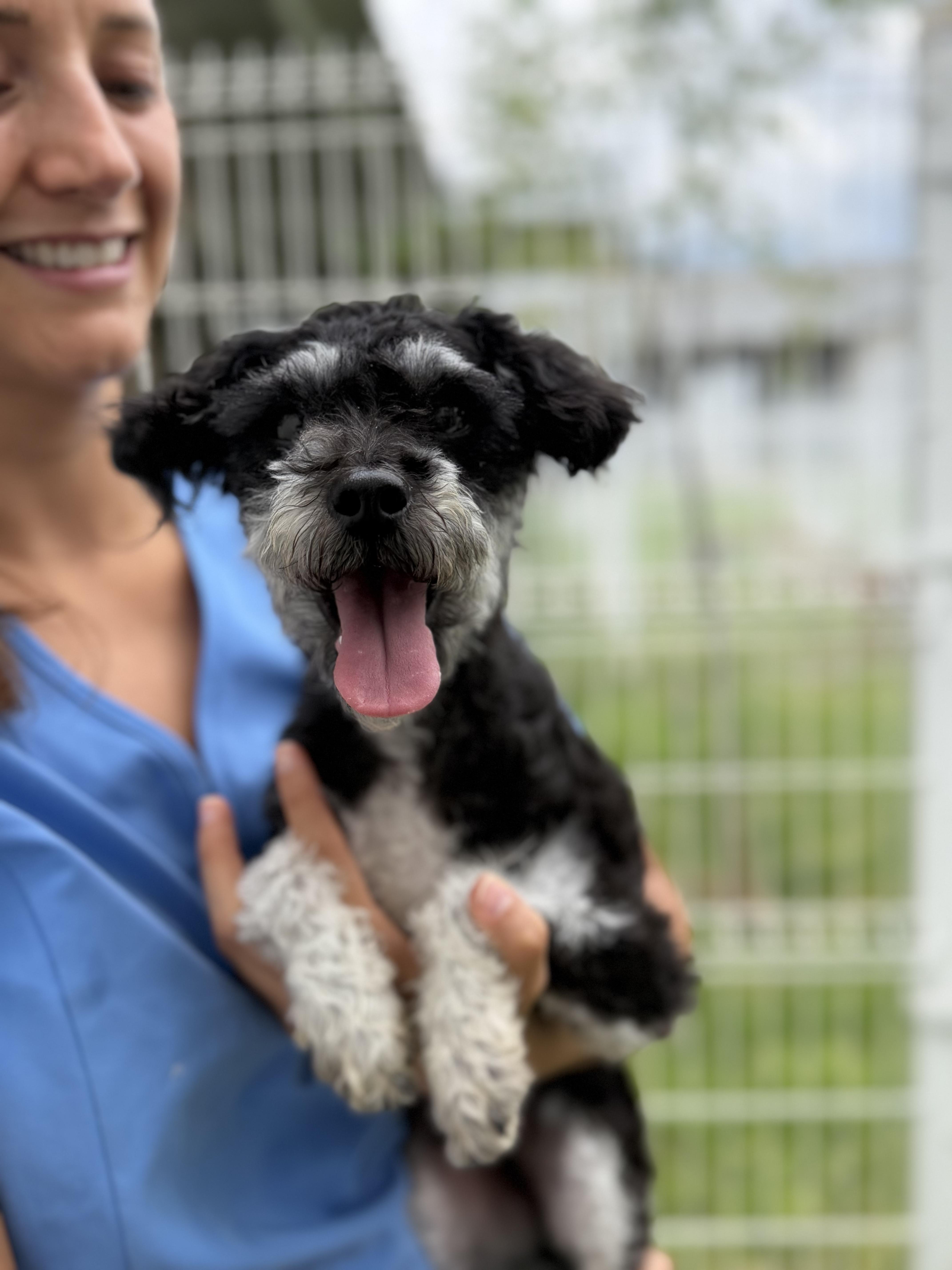 Enlarge Muffin, a Adopted mixed breed in Manvel, TX image 5/6