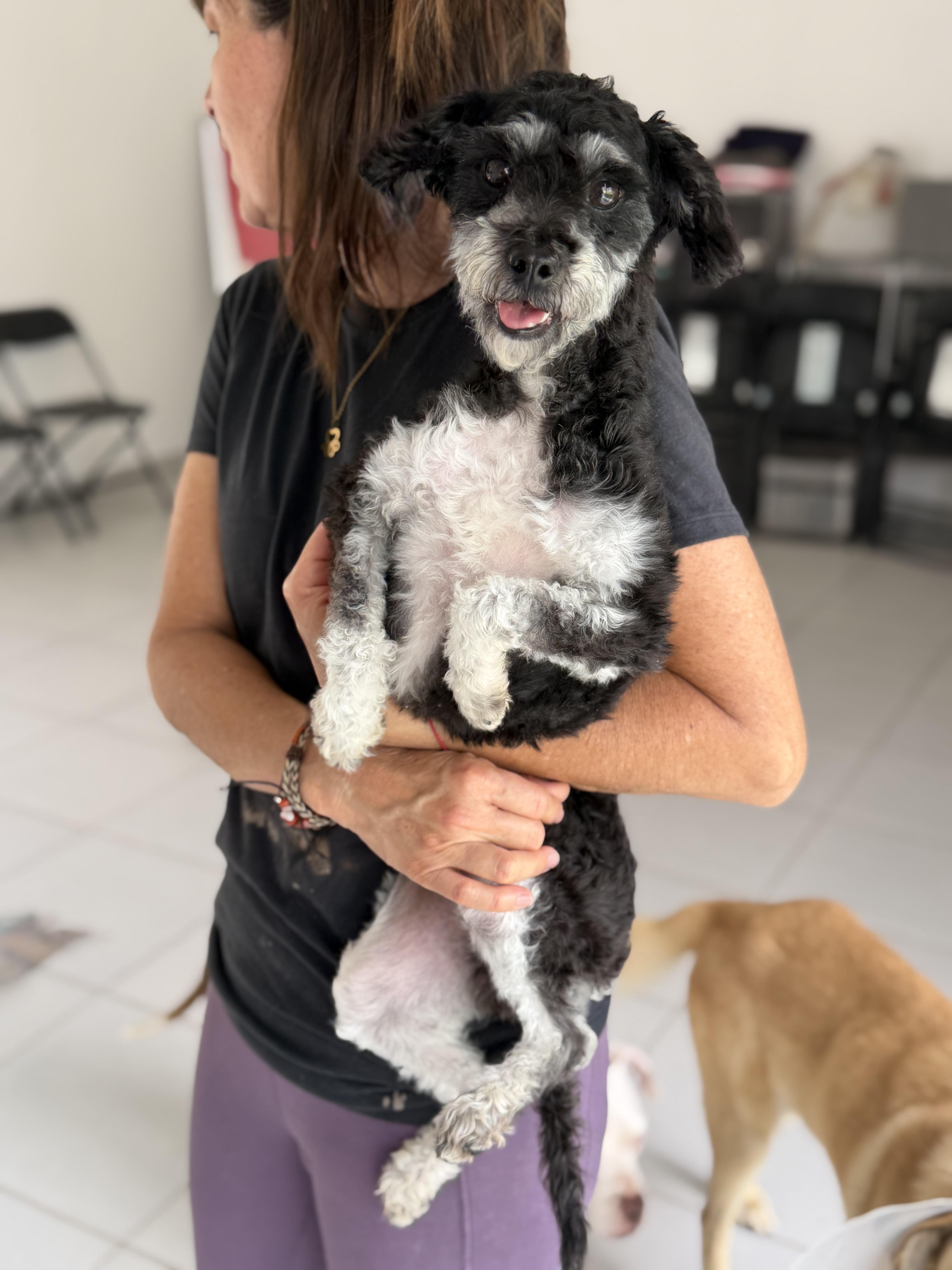 Enlarge Muffin, a Adopted mixed breed in Manvel, TX image 2/6