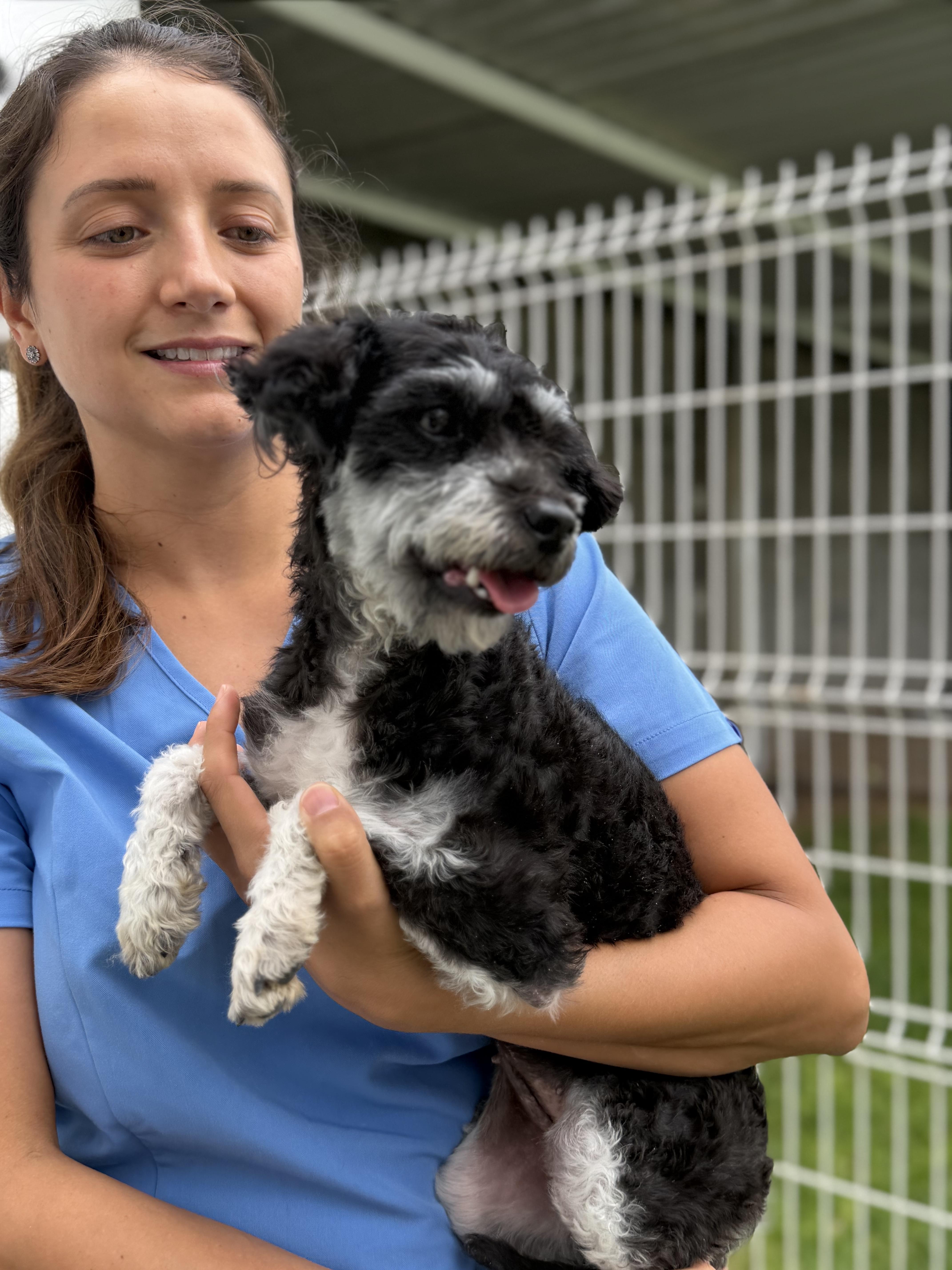 Enlarge Muffin, a Adopted mixed breed in Manvel, TX image 6/6