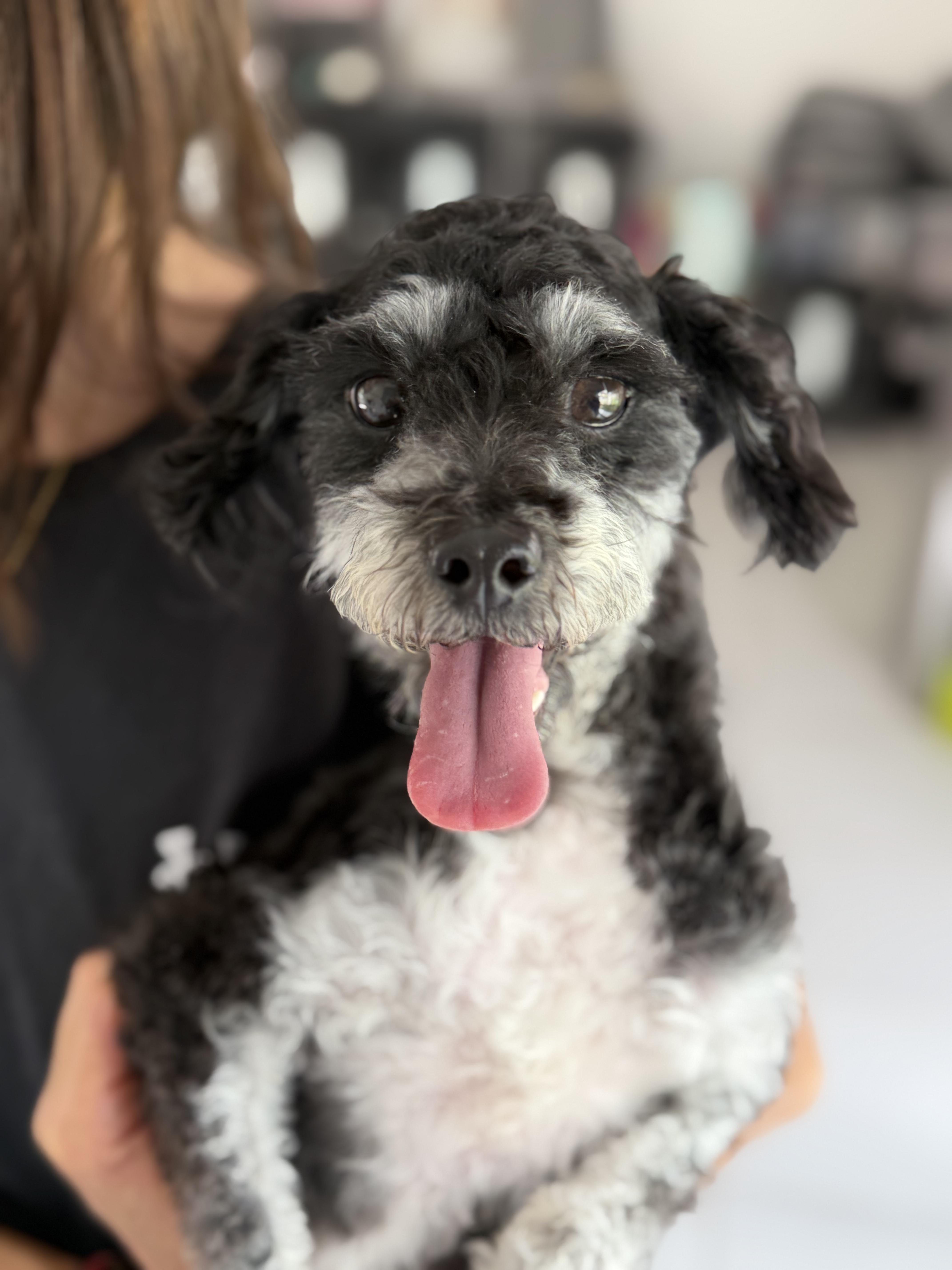 Muffin, Adopted, Young Female Poodle.