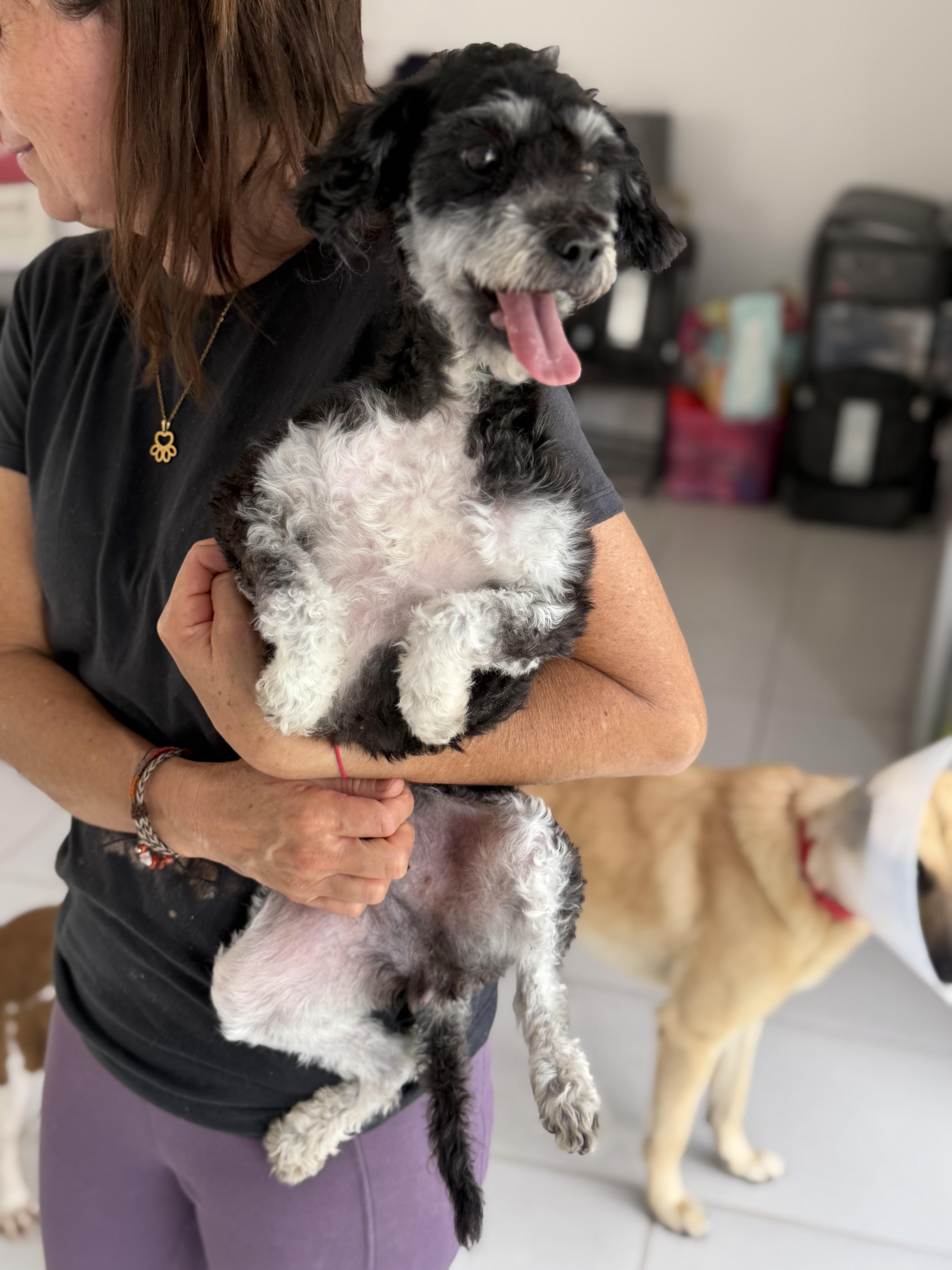 Enlarge Muffin, a Adopted mixed breed in Manvel, TX image 3/6