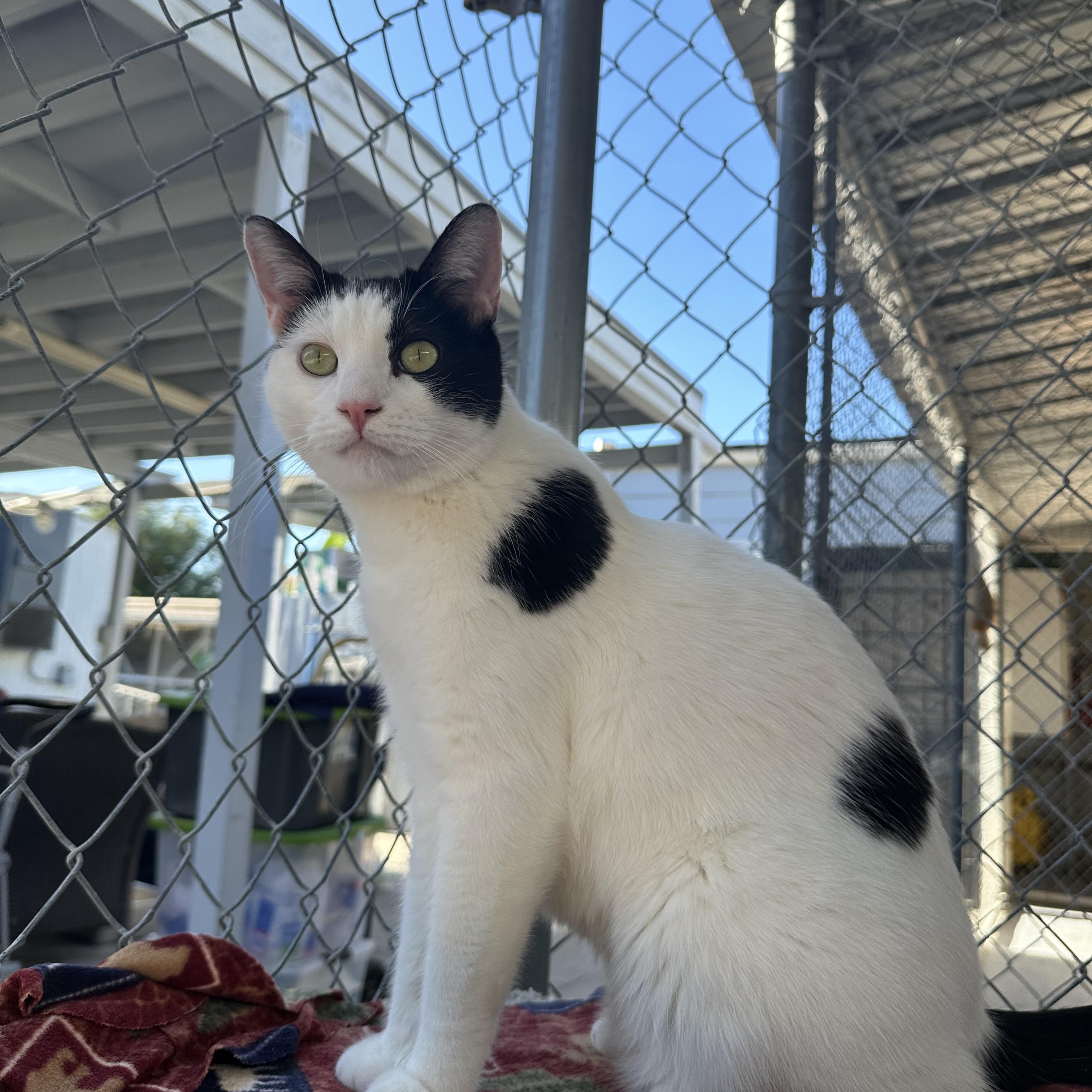 Enlarge Onion, a ADOPTABLE Domestic Short Hair in El Cajon, CA image 2/3
