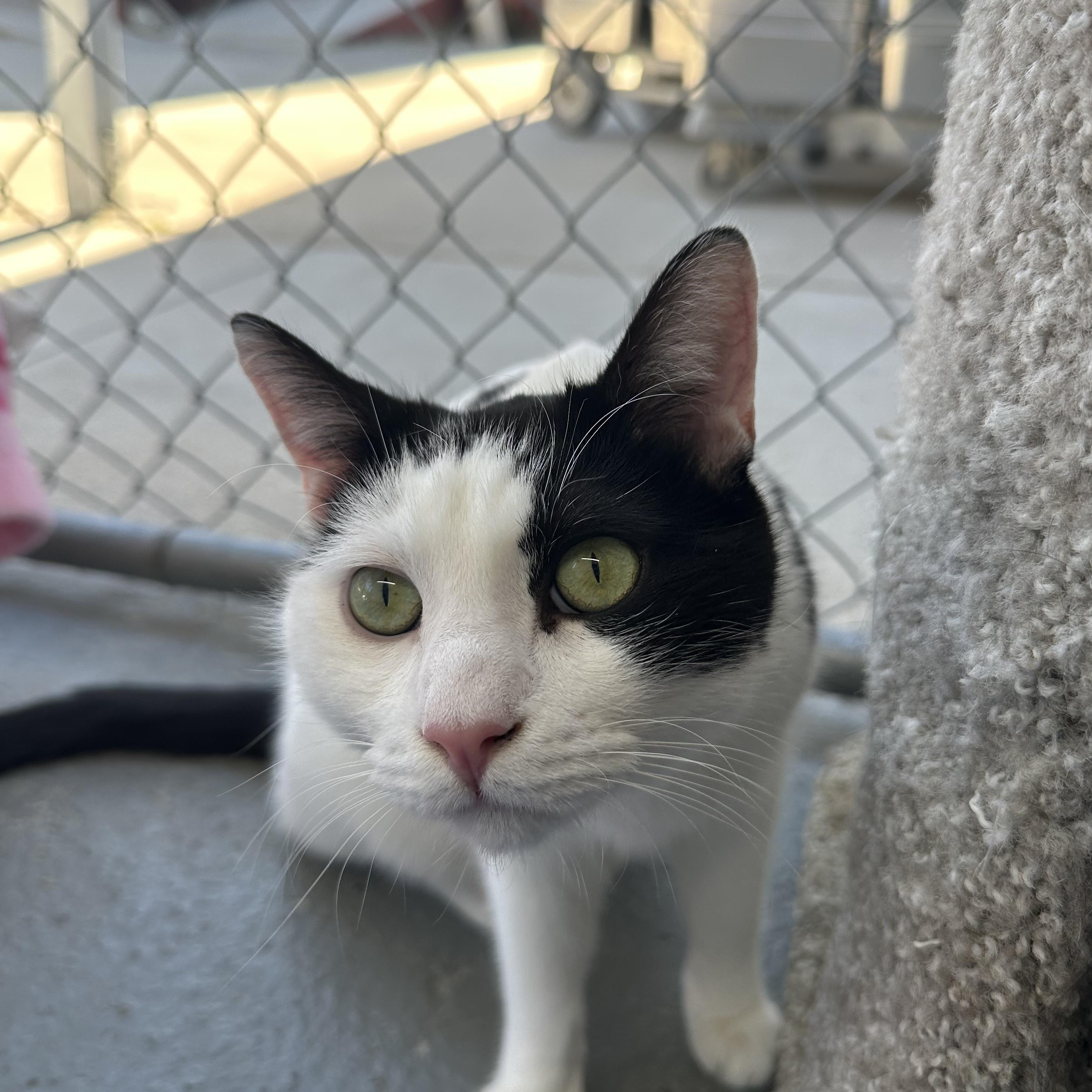 Enlarge Onion, a ADOPTABLE Domestic Short Hair in El Cajon, CA image 3/3