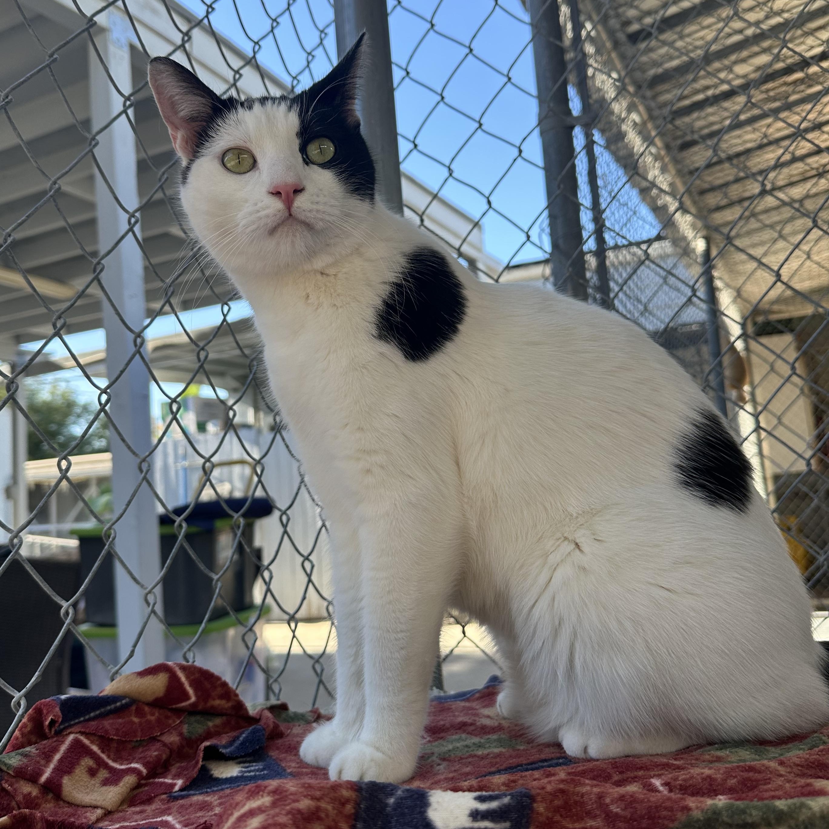 Onion, ADOPTABLE, Adult Male Domestic Short Hair.