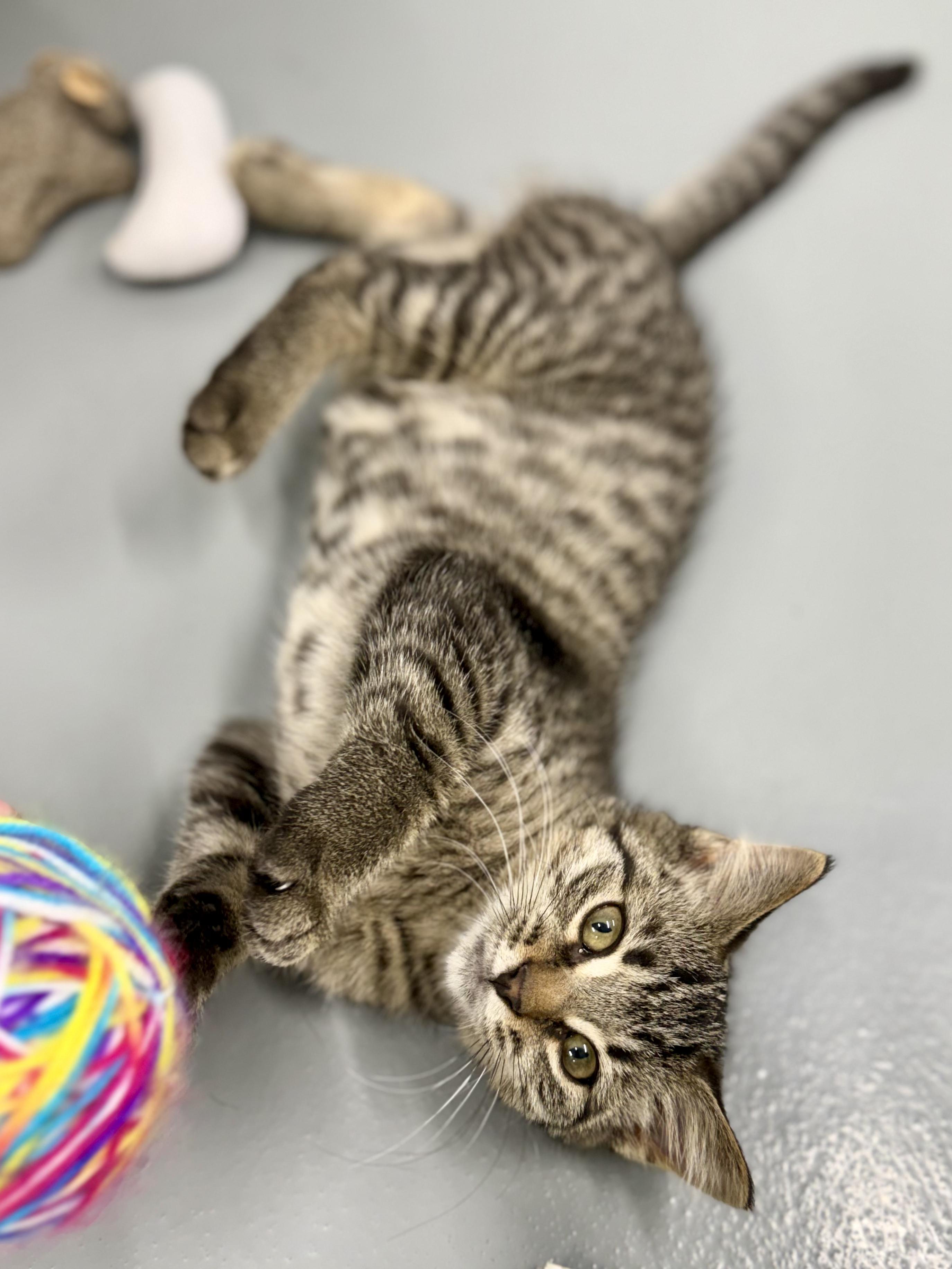 Marley, a ADOPTABLE Domestic Short Hair in Kalamazoo, MI image 4/5