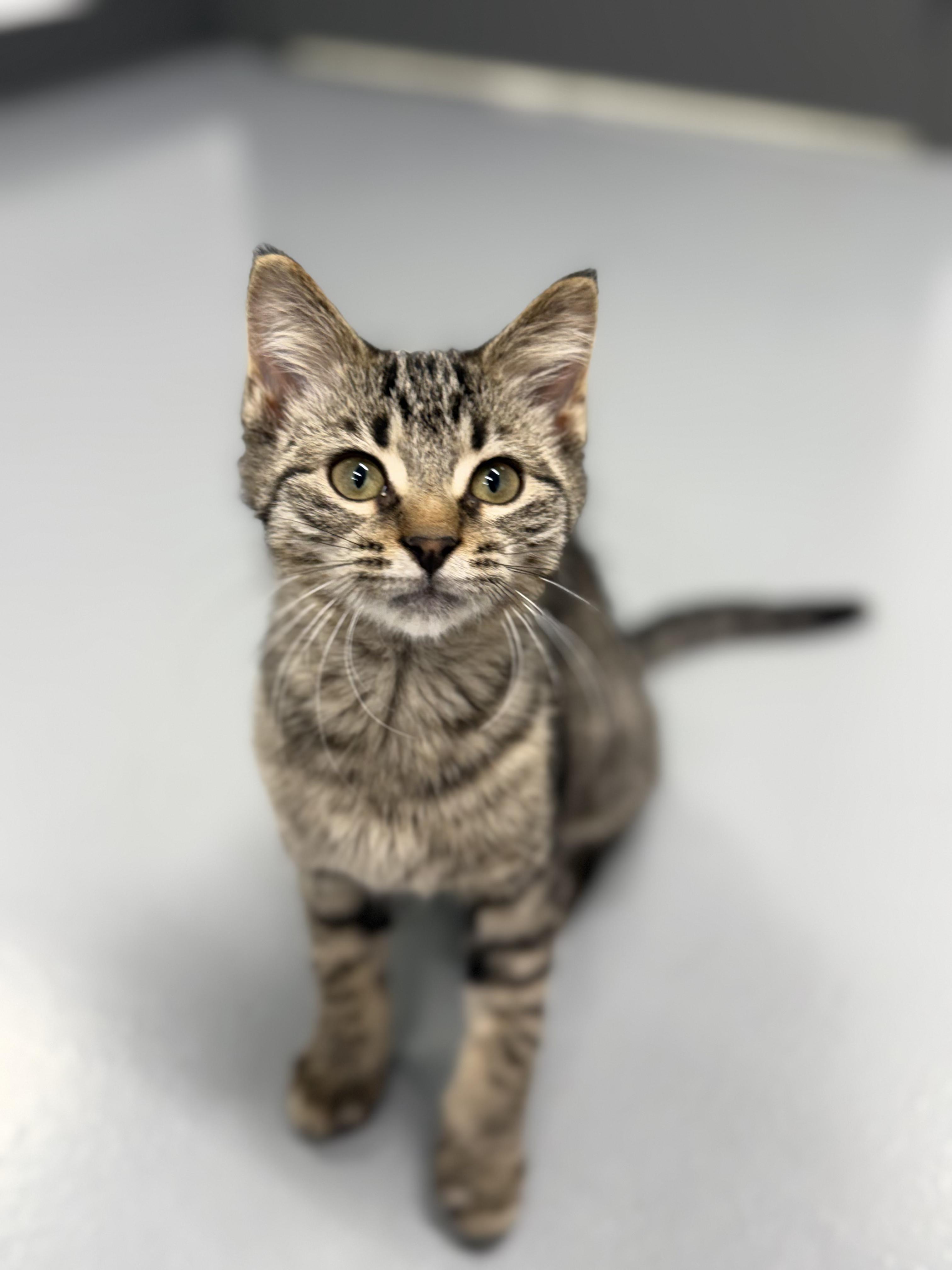 Marley, ADOPTABLE, Kitten Female Domestic Short Hair.