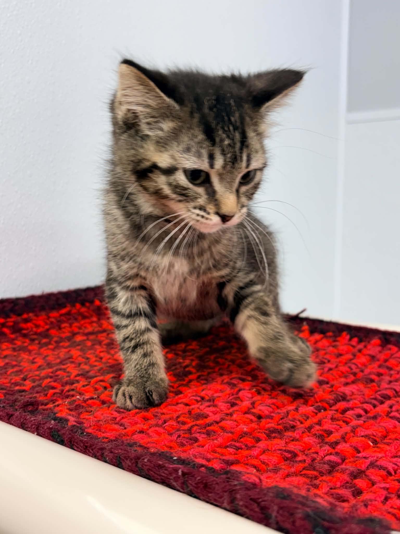 Enlarge Marley, a ADOPTABLE Domestic Short Hair in Kalamazoo, MI image 1/1