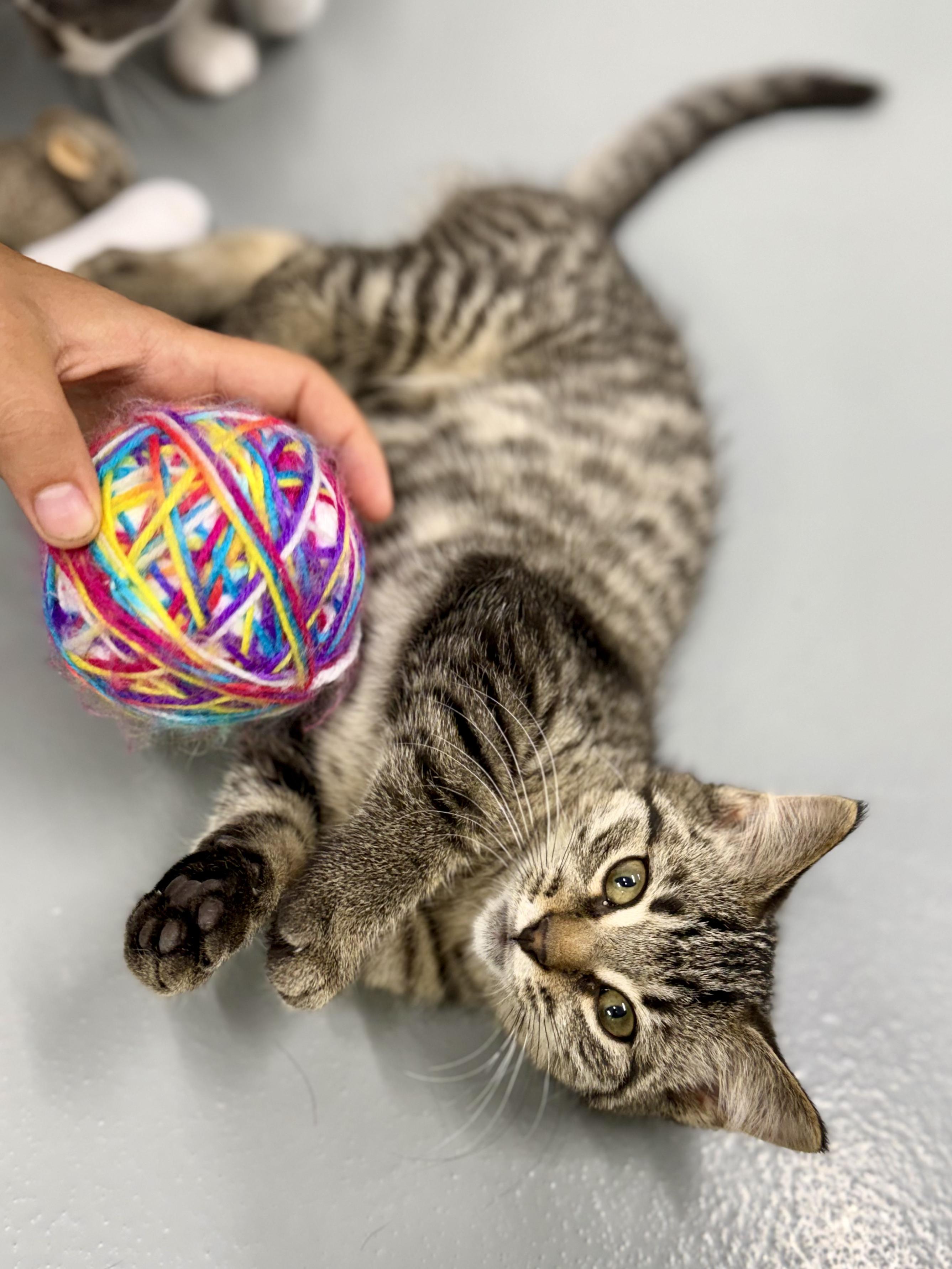 Marley, a ADOPTABLE Domestic Short Hair in Kalamazoo, MI image 3/5