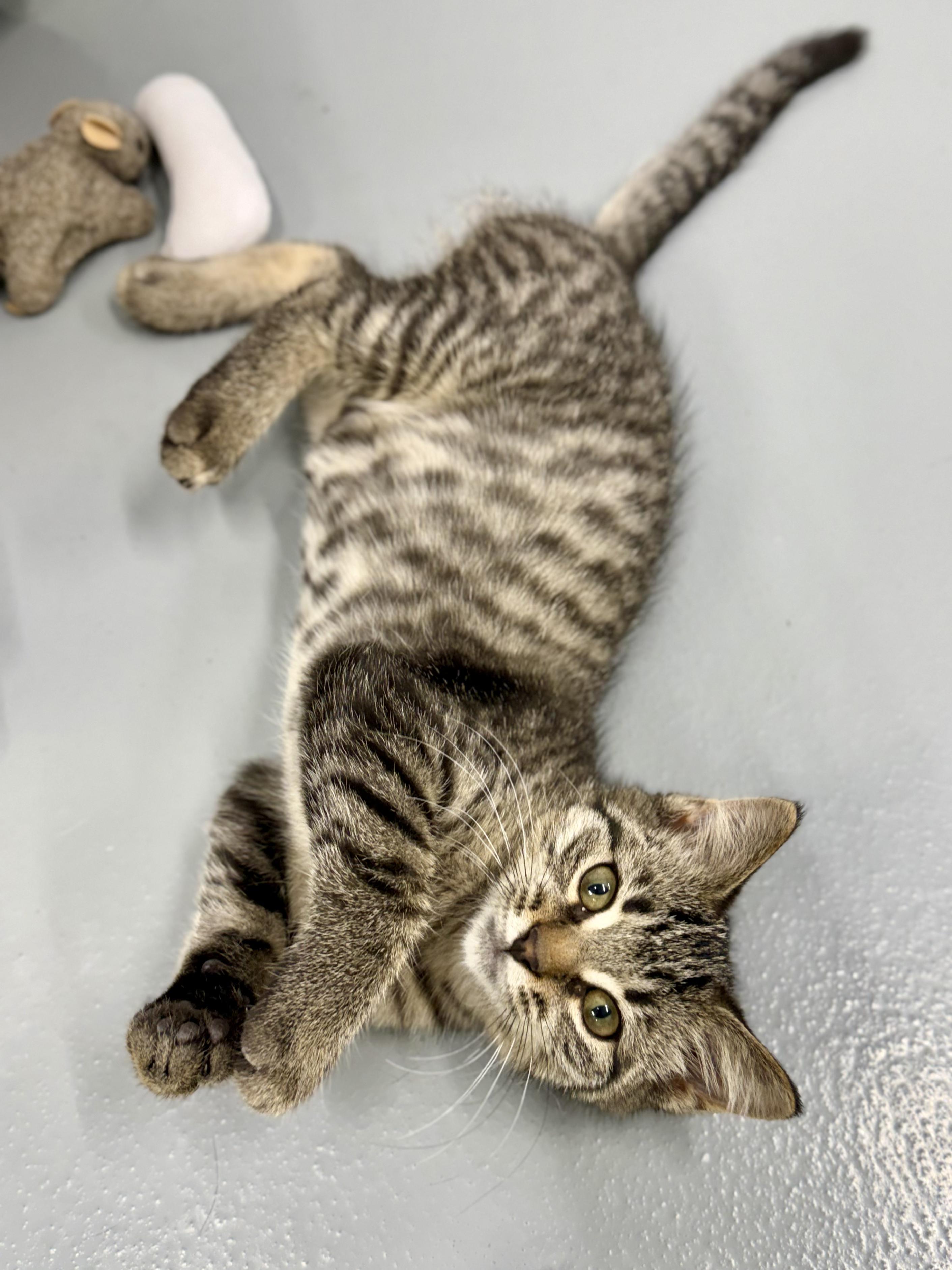Marley, a ADOPTABLE Domestic Short Hair in Kalamazoo, MI image 5/5
