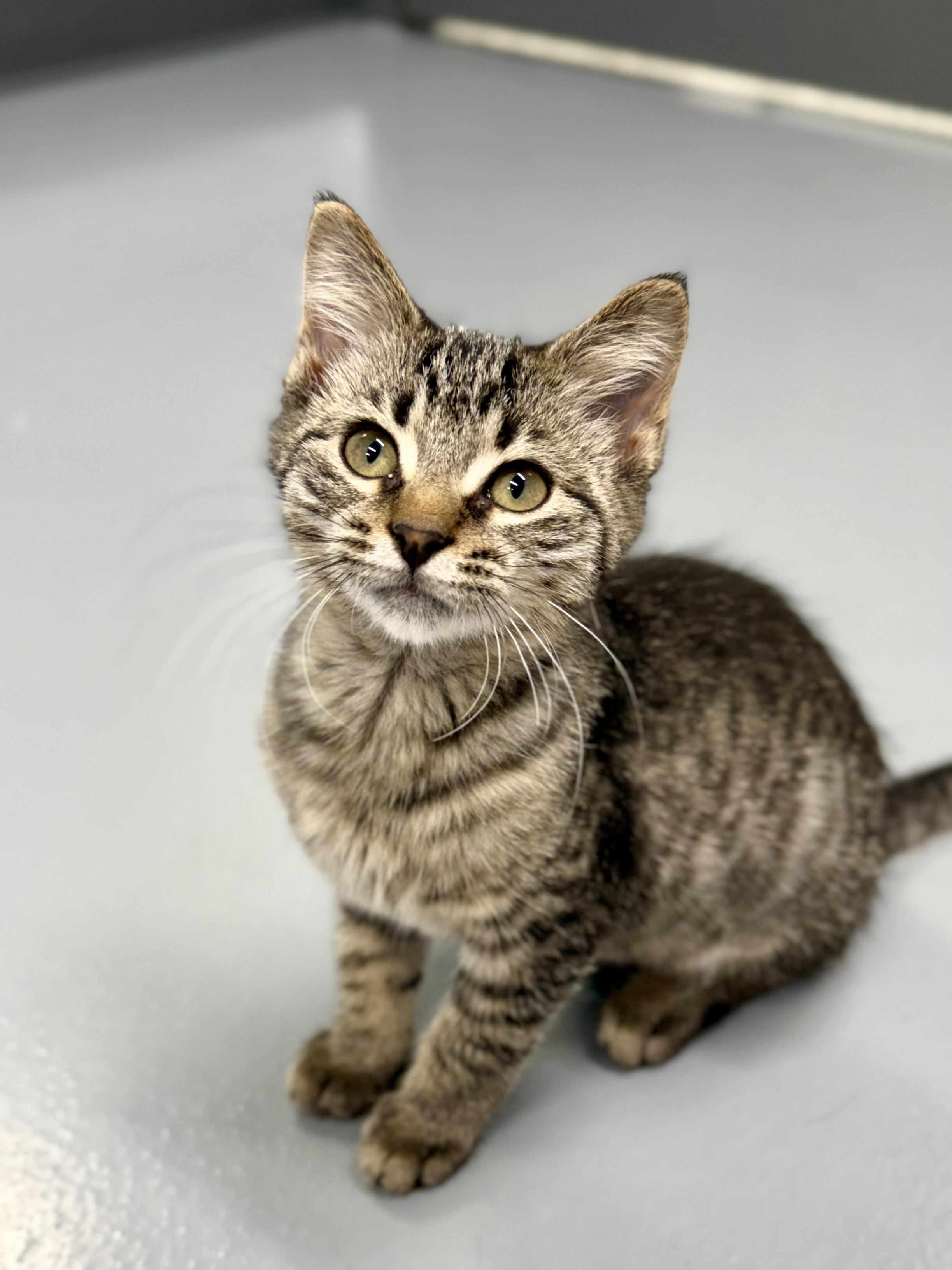 Marley, a ADOPTABLE Domestic Short Hair in Kalamazoo, MI image 2/5