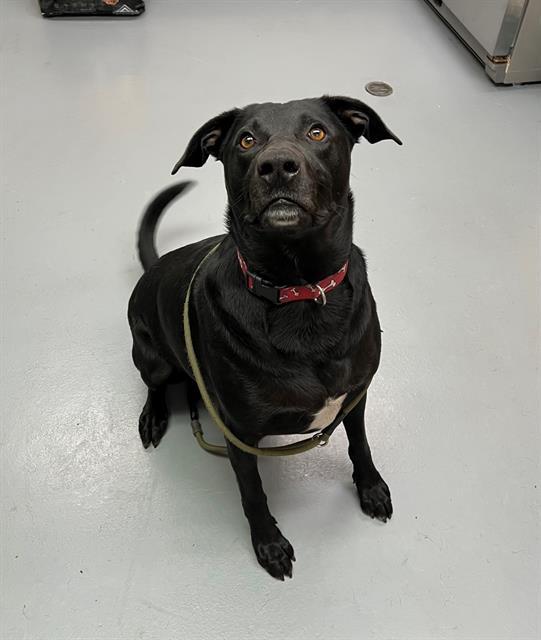 Enlarge Max, a ADOPTABLE mixed breed in Phoenix, OR image 1/1