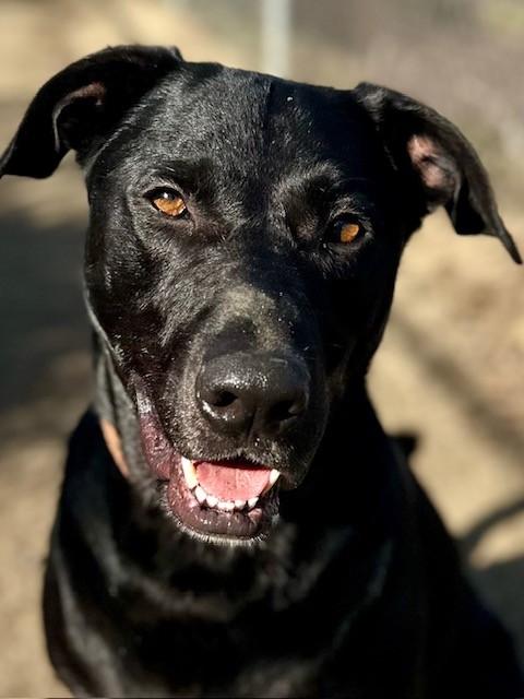 Max, ADOPTABLE, Adult Male Labrador Retriever.