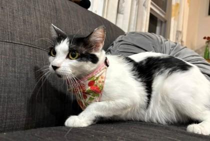 Enlarge Cassie, a Adoptable mixed breed in Kansas City, MO image 2/3