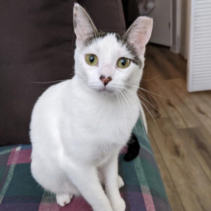 Enlarge Athena, a Adoptable Domestic Short Hair in Smyrna, GA image 1/4