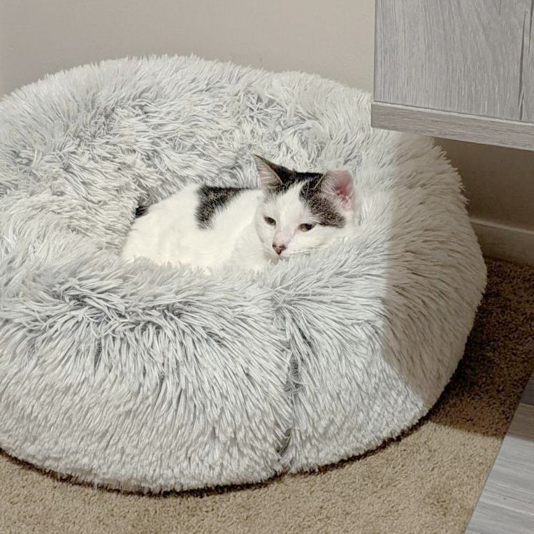 Enlarge Athena, a Adoptable Domestic Short Hair in Smyrna, GA image 2/4