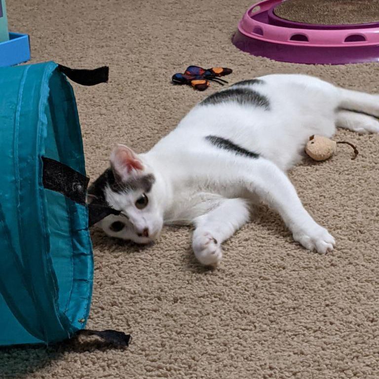 Enlarge Athena, a Adoptable Domestic Short Hair in Smyrna, GA image 3/4