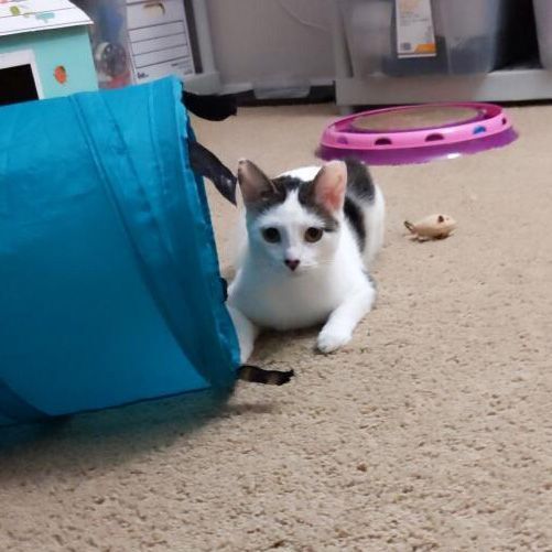 Enlarge Athena, a Adoptable Domestic Short Hair in Smyrna, GA image 4/4