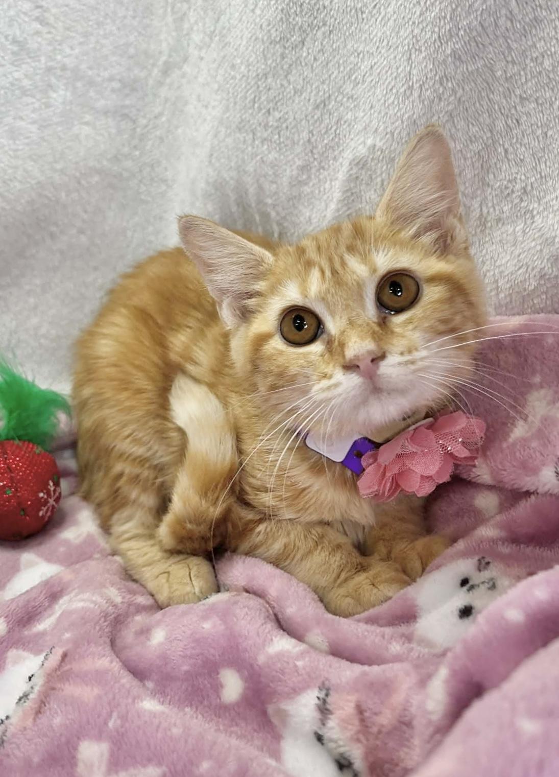 Enlarge Sabrina, a Adoptable Tabby in Tavares, FL image 1/1
