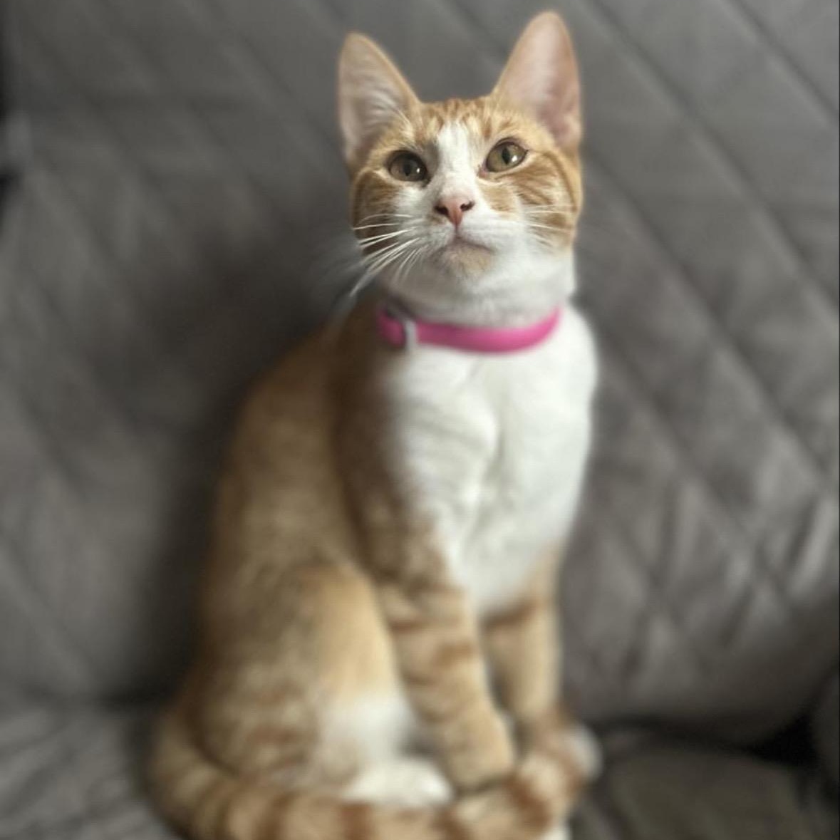 Cinnamon , ADOPTABLE, Kitten Female Domestic Short Hair.