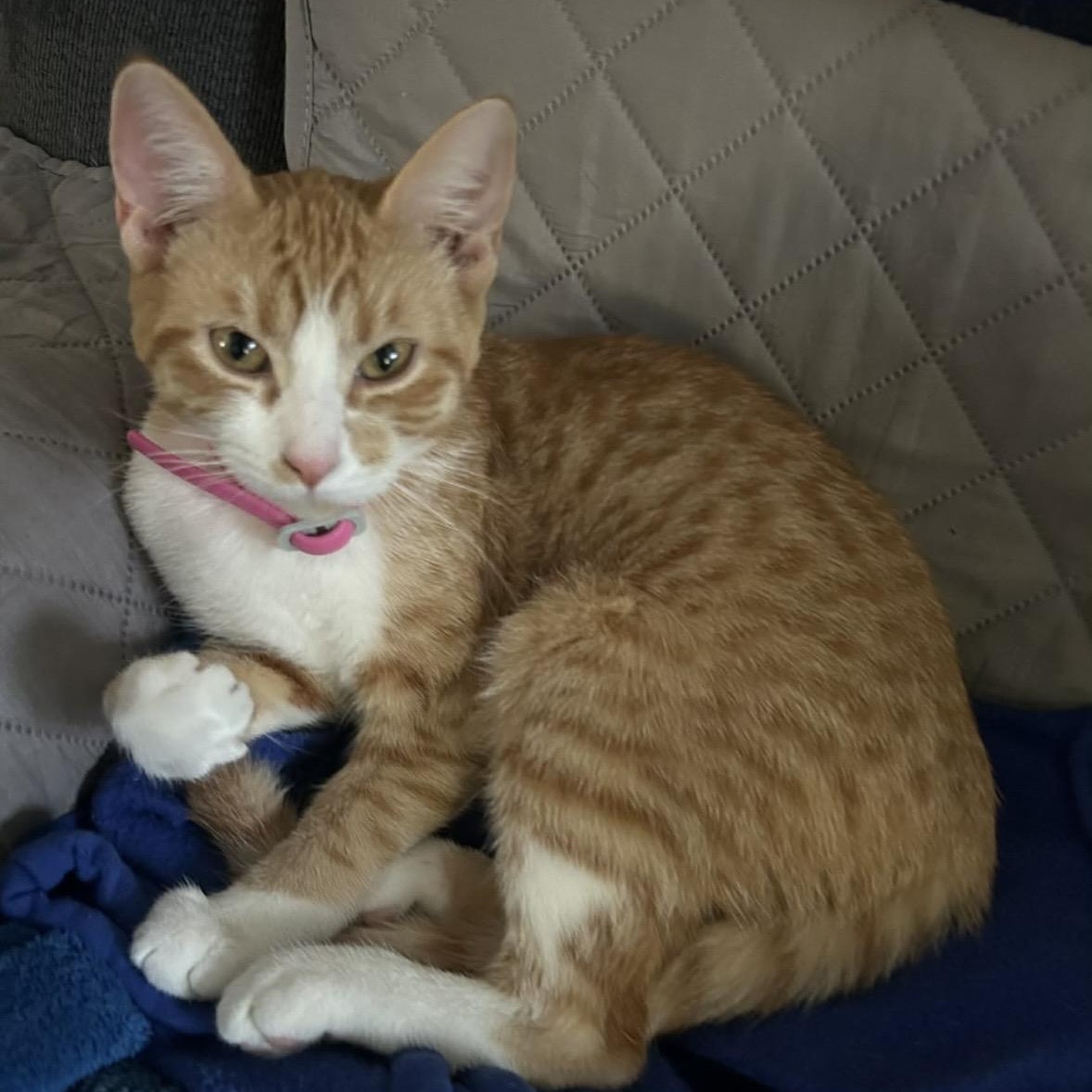 Enlarge Cinnamon , a ADOPTABLE Domestic Short Hair in Flint, MI image 2/2