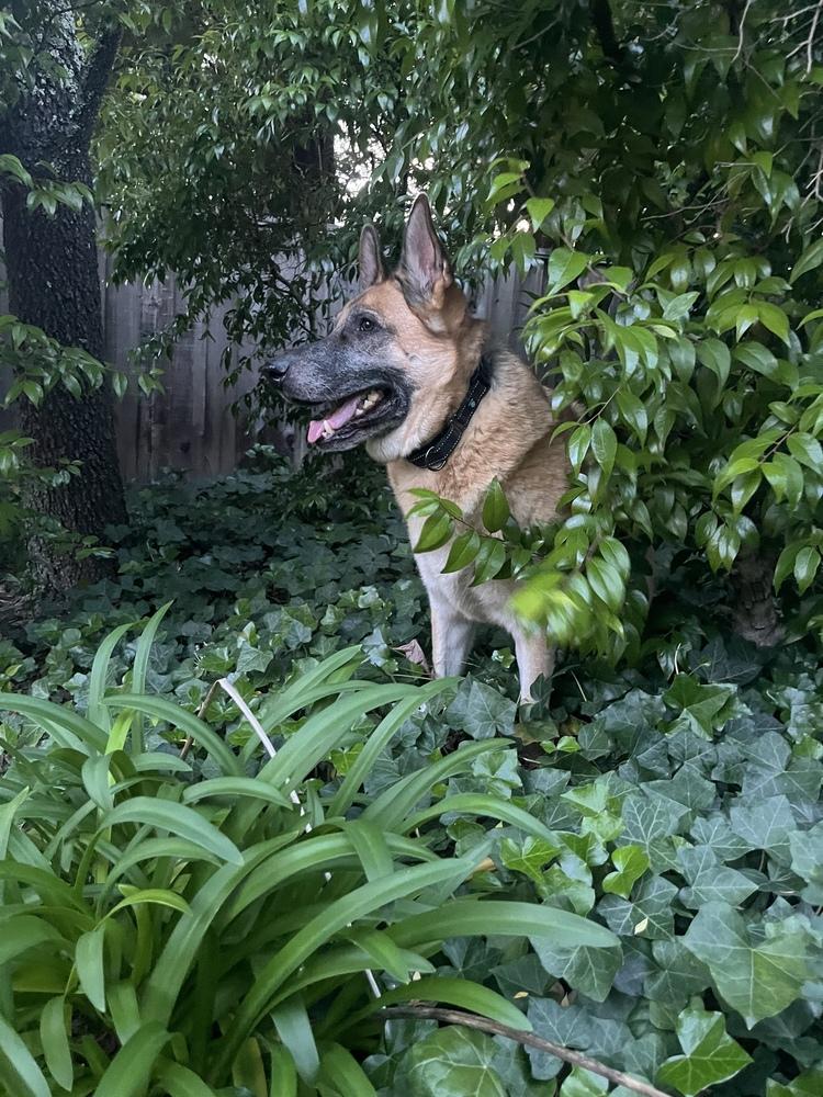 Charlie, Adoptable, Adult Male German Shepherd Dog.