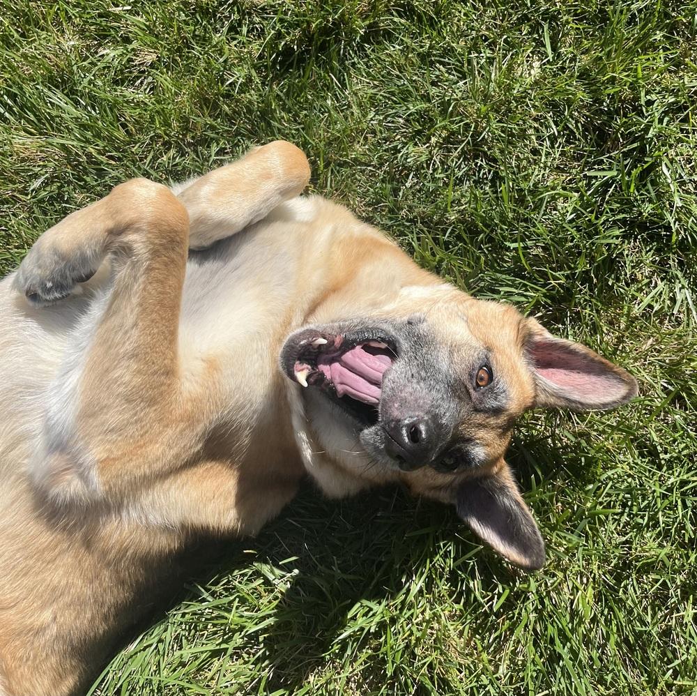 Charlie, Adoptable, Adult Male German Shepherd Dog.