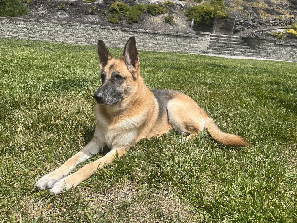 Charlie, a Adoptable German Shepherd Dog in Fulton, CA image 3/6