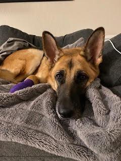 Enlarge Charlie, a Adoptable German Shepherd Dog in Fulton, CA image 2/6