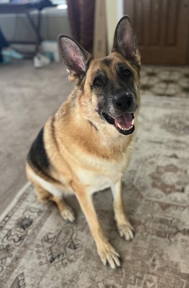 Enlarge Charlie, a Adoptable German Shepherd Dog in Fulton, CA image 3/6