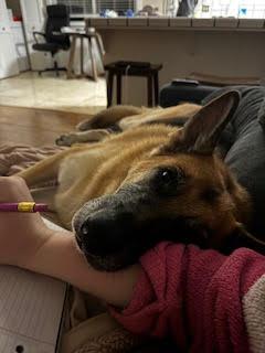 Enlarge Charlie, a Adoptable German Shepherd Dog in Fulton, CA image 4/6