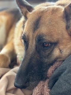 Enlarge Charlie, a Adoptable German Shepherd Dog in Fulton, CA image 6/6